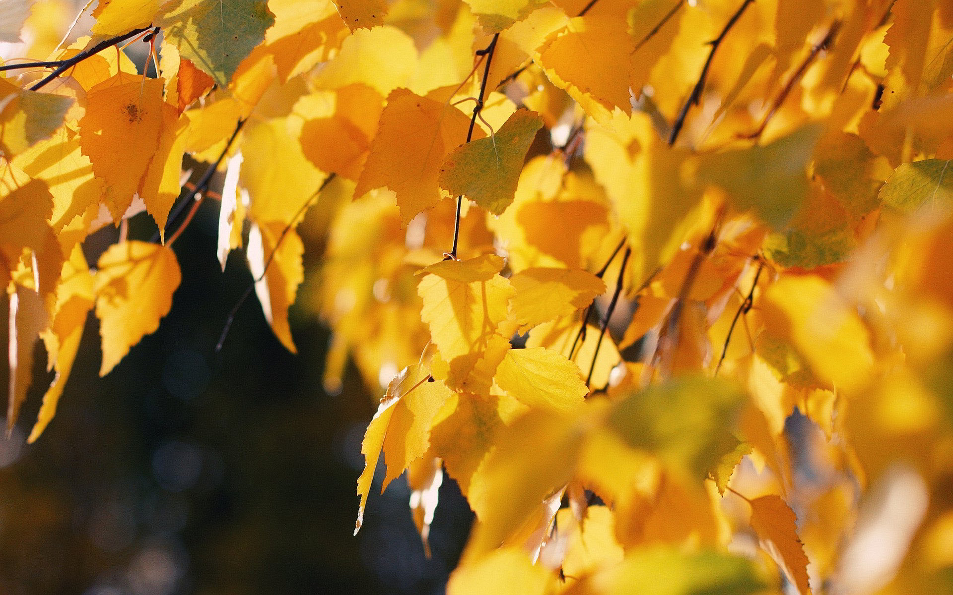 autumn-birch-leaves-1.jpg
