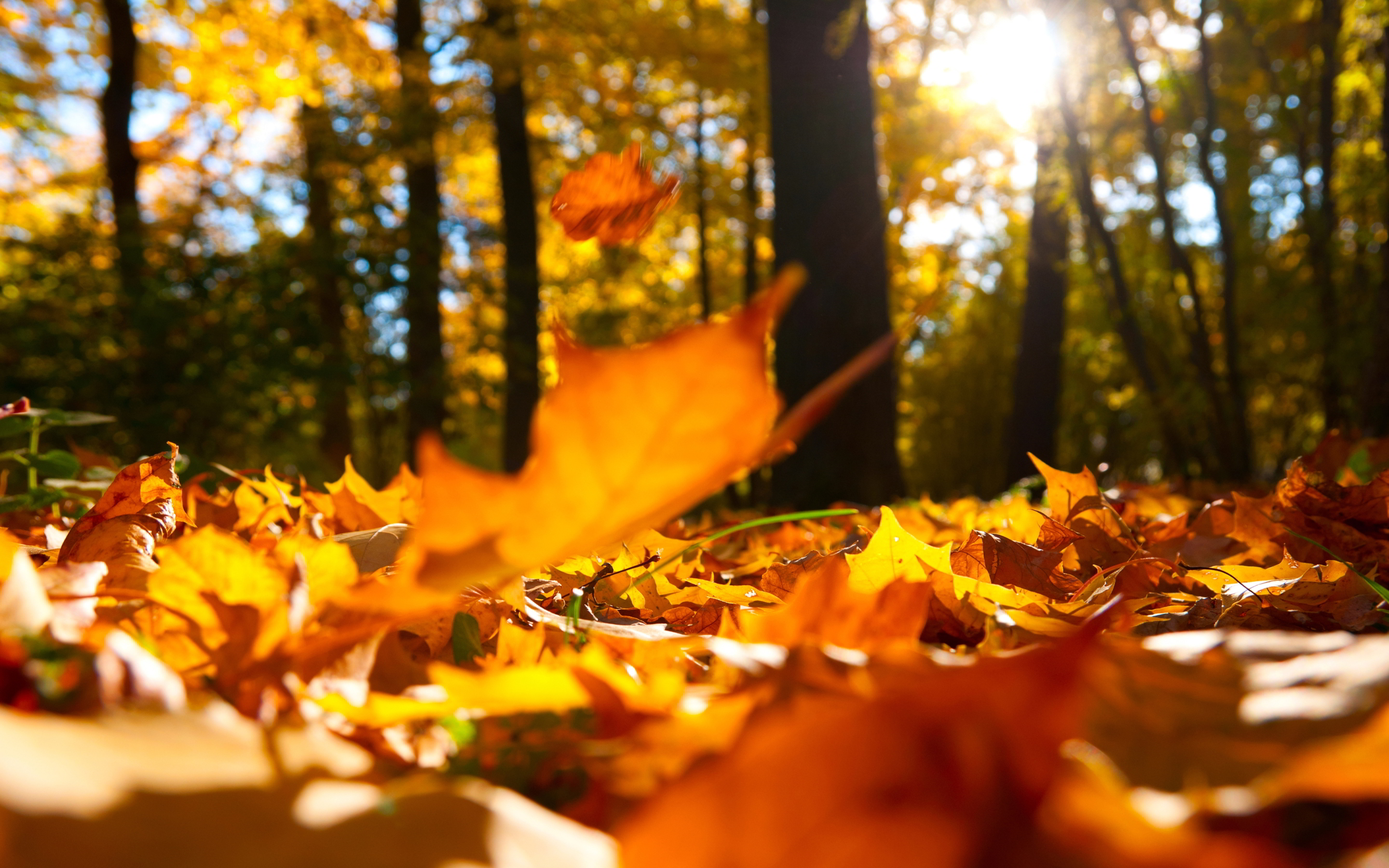 Autumn falling leaves ground wallpaper | 2880x1800 | #29040