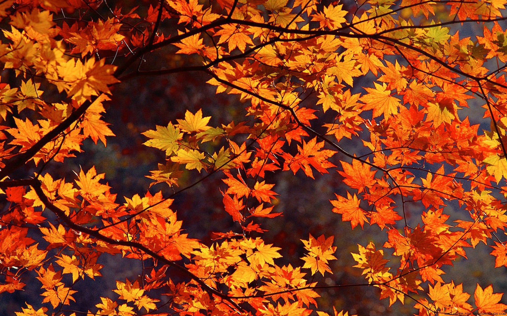 Autumn Leaves #1