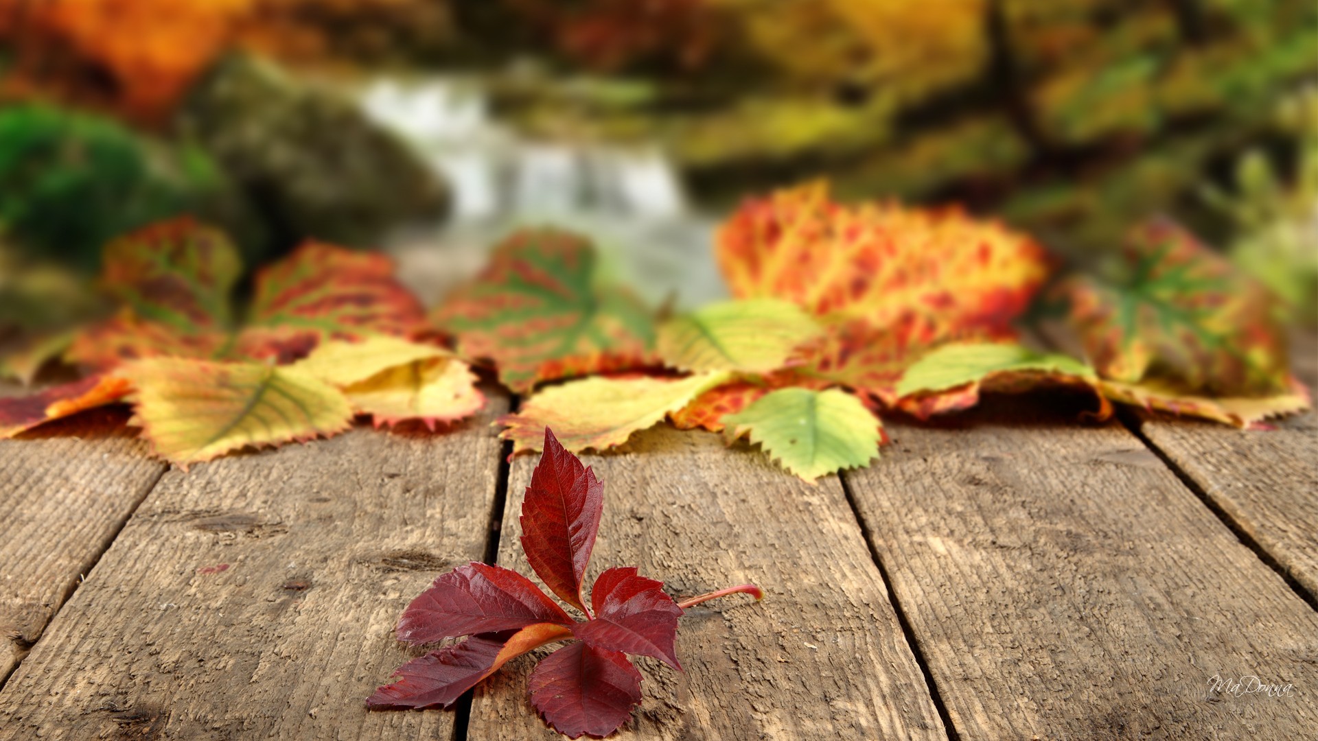 Autumn leaves falling wallpaper | 1920x1080 | #29051