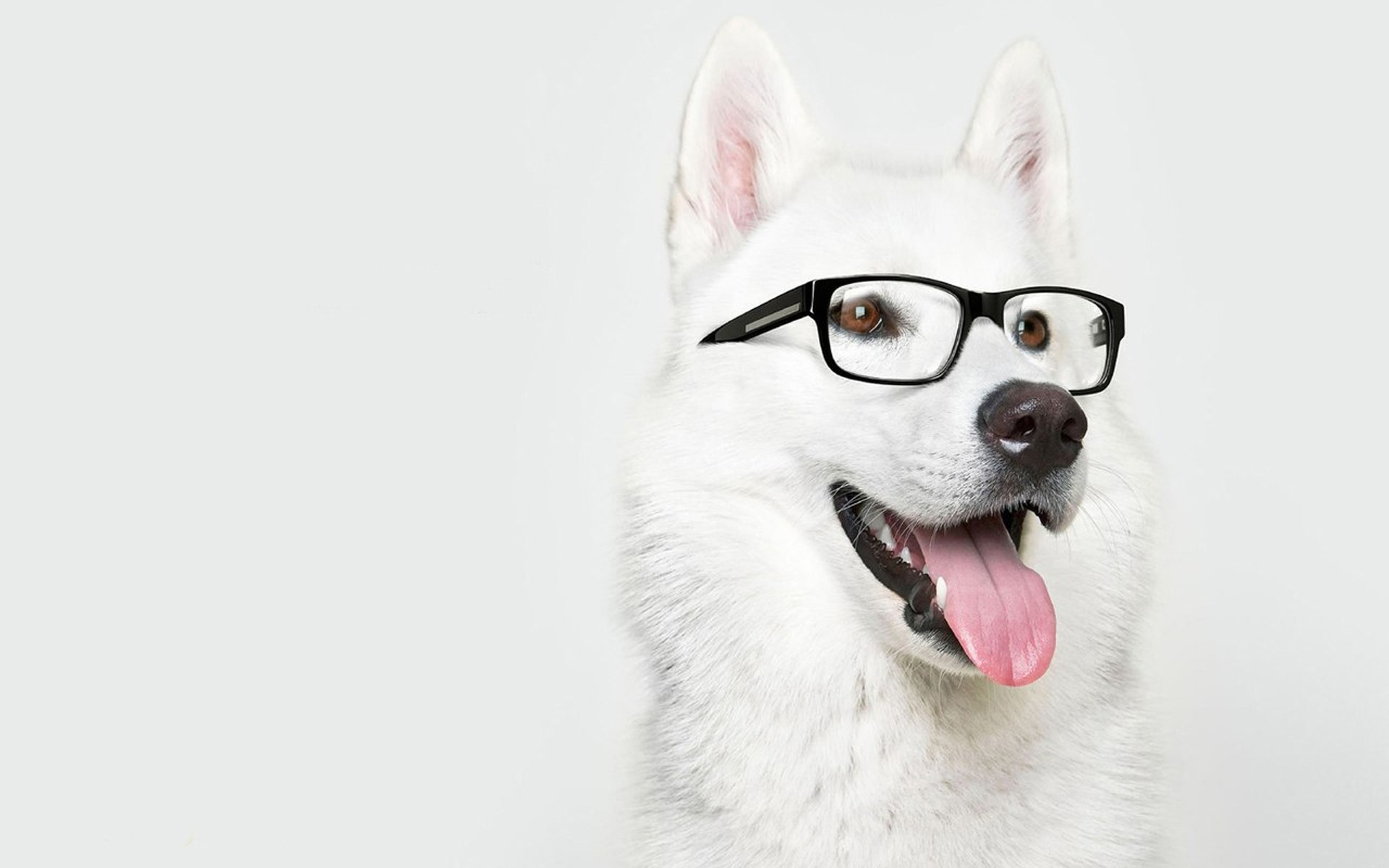 Awesome Dog with Glasses wallpaper | 1920x1200 | #11451
