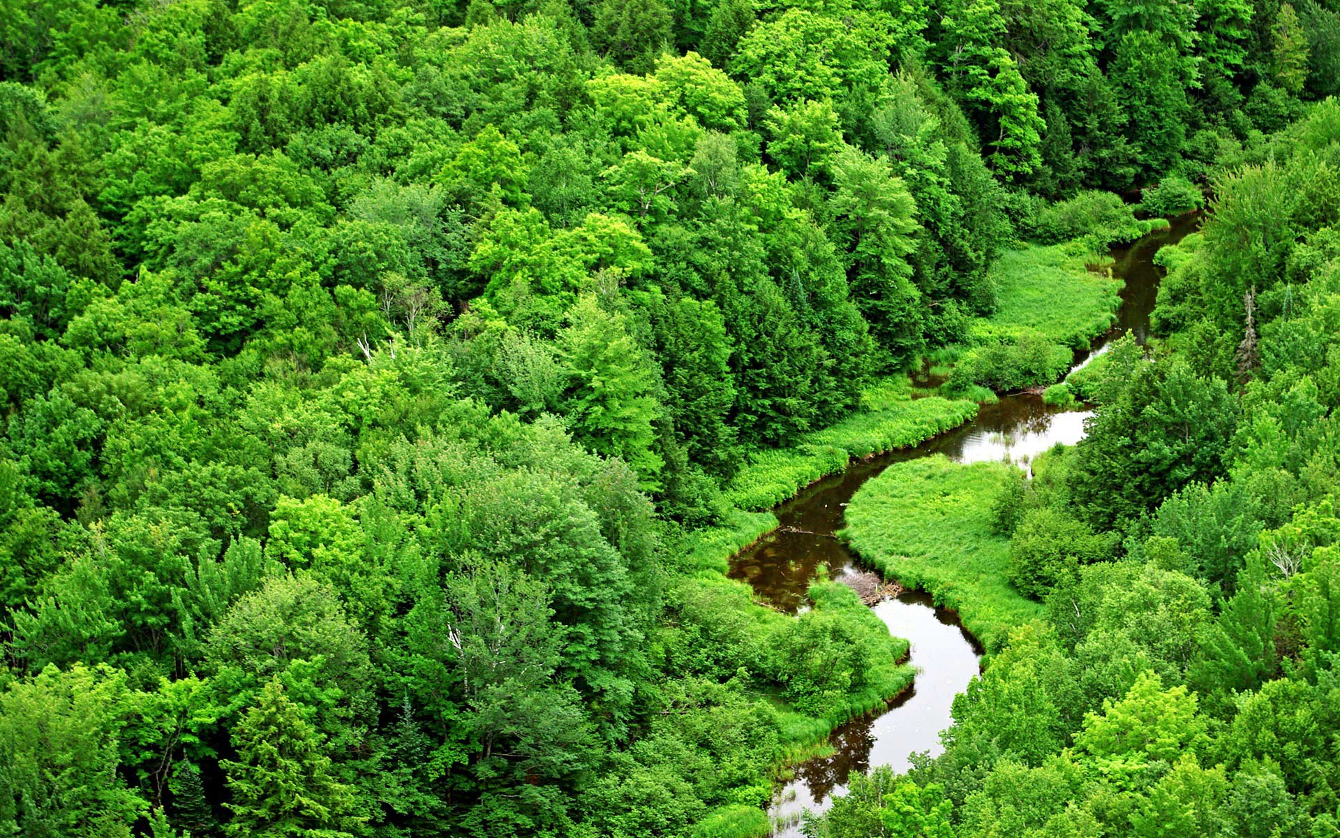 Awesome Forest Stream wallpaper | 1920x1200 | #29095