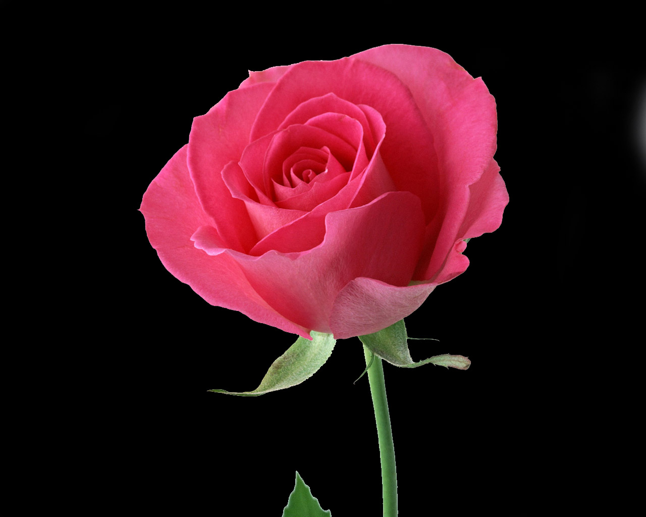 Beautiful Red Rose Flower Photo Wallpaper 1280x1024 22590