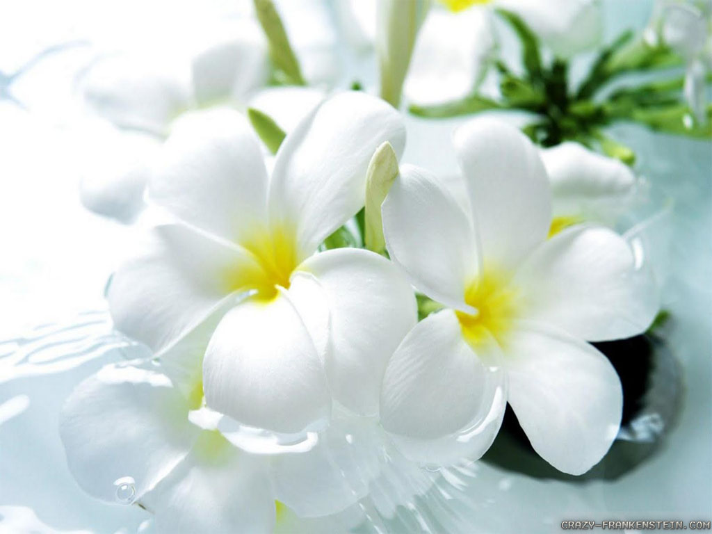 Beautiful White Flowers wallpaper | 1024x768 | #22610