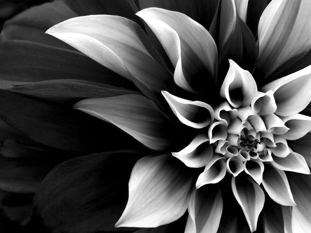 Black And White Flower Wallpaper 1024x768 22625,Navy Grey White Black Teal Color Palette