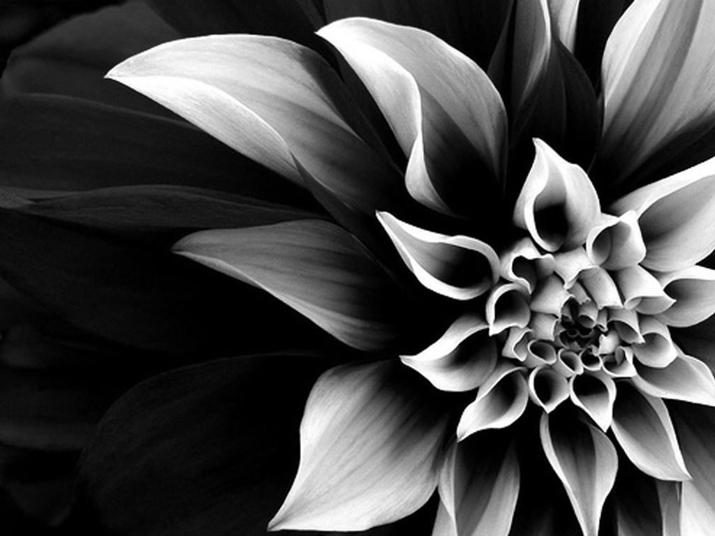 Black and White Flowers wallpaper | 1024x768 | #846