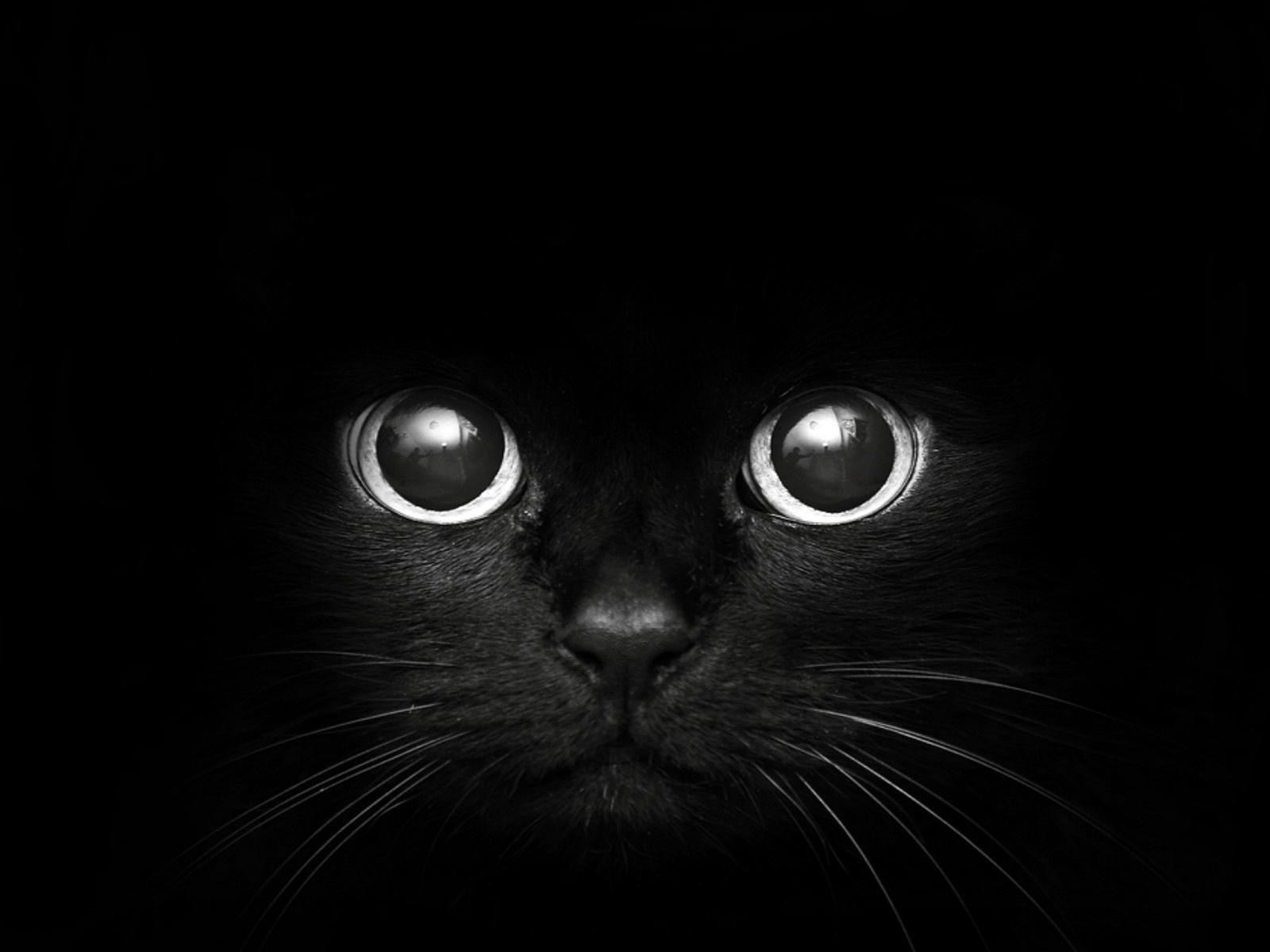 http://eskipaper.com/images/black-cat-wallpaper-4.jpg