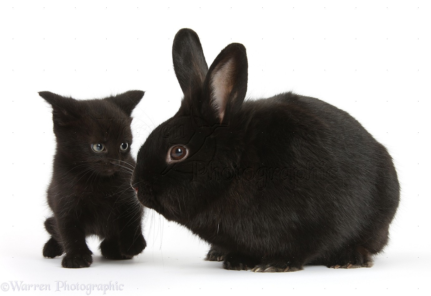 Black rabbit