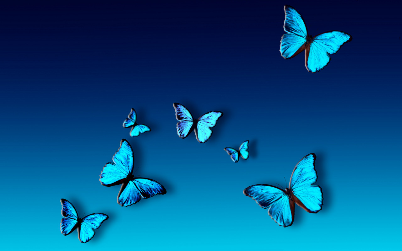 Blue Butterfly Wallpaper 1280x800 405