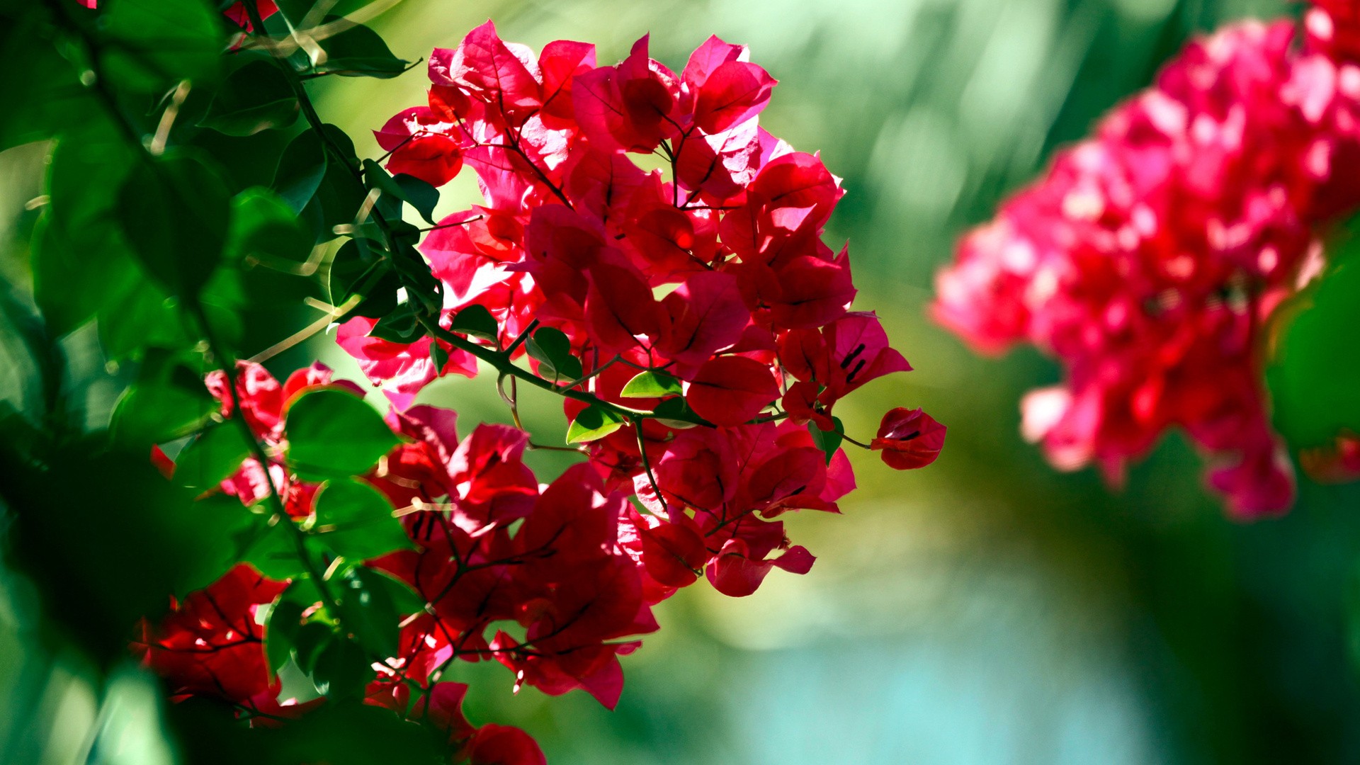 Bougainvillea wallpaper | 1920x1080 | #7458