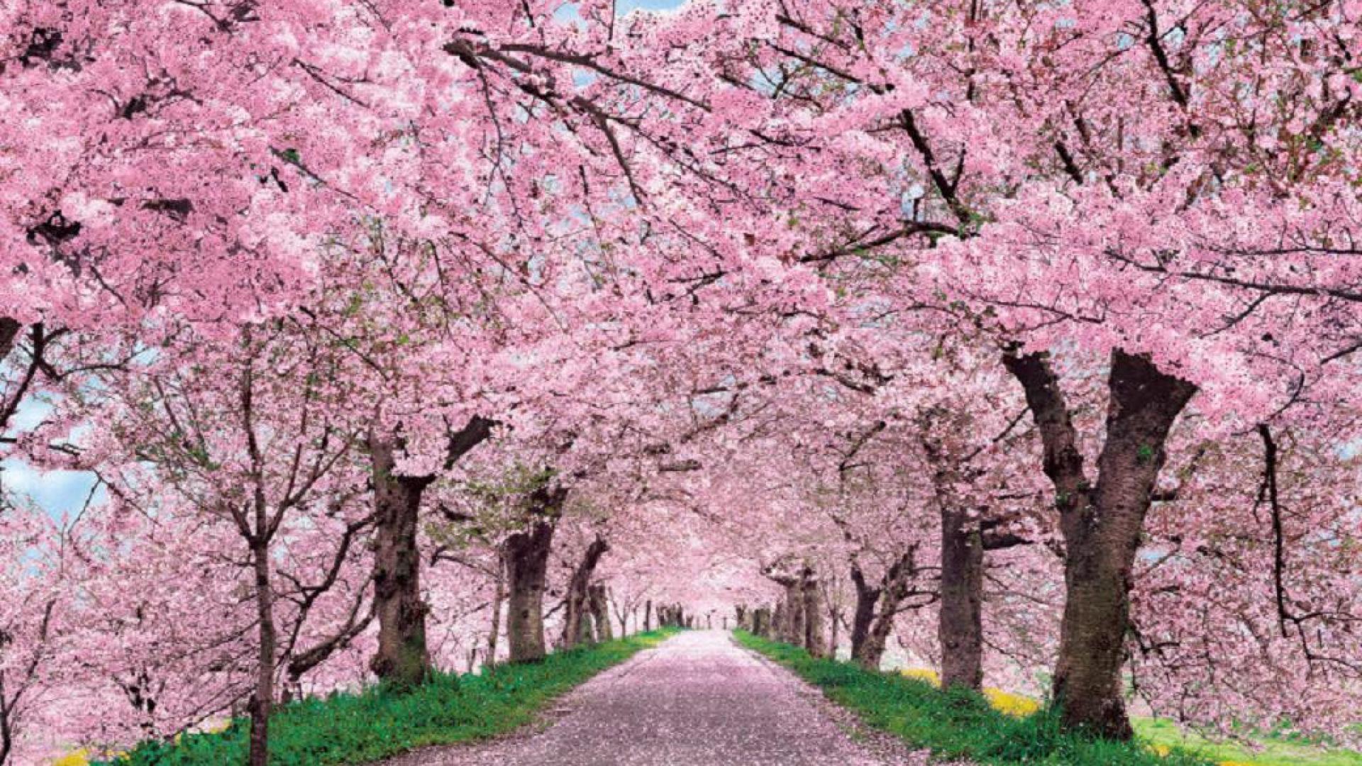 Cherry Blossom Season – OVS Journalism Blog
