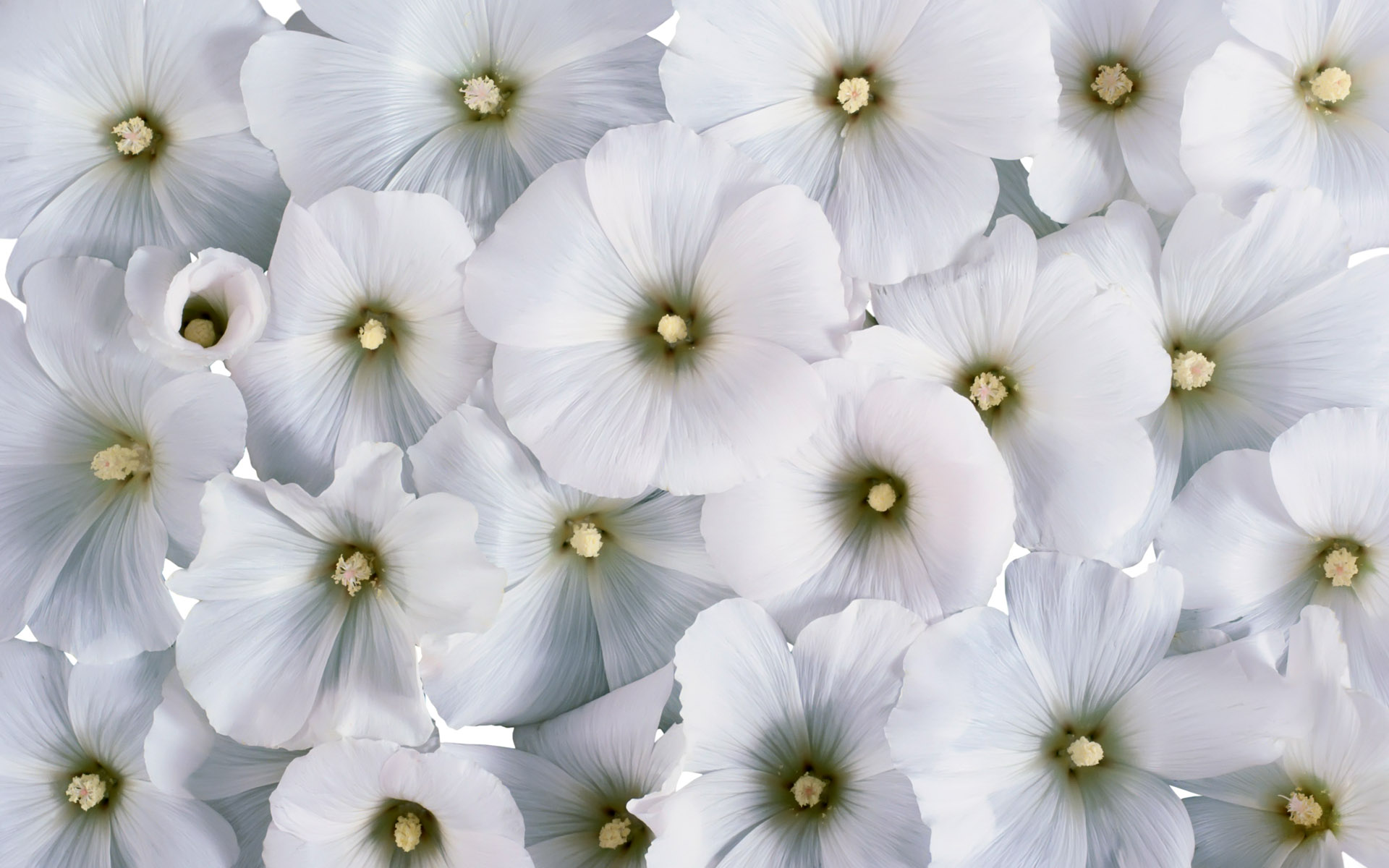 Cool White Flowers wallpaper