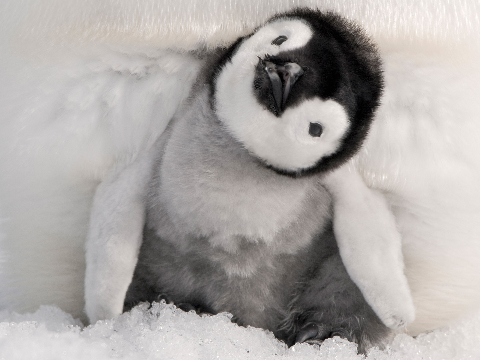 cute-baby-penguins-1.jpg