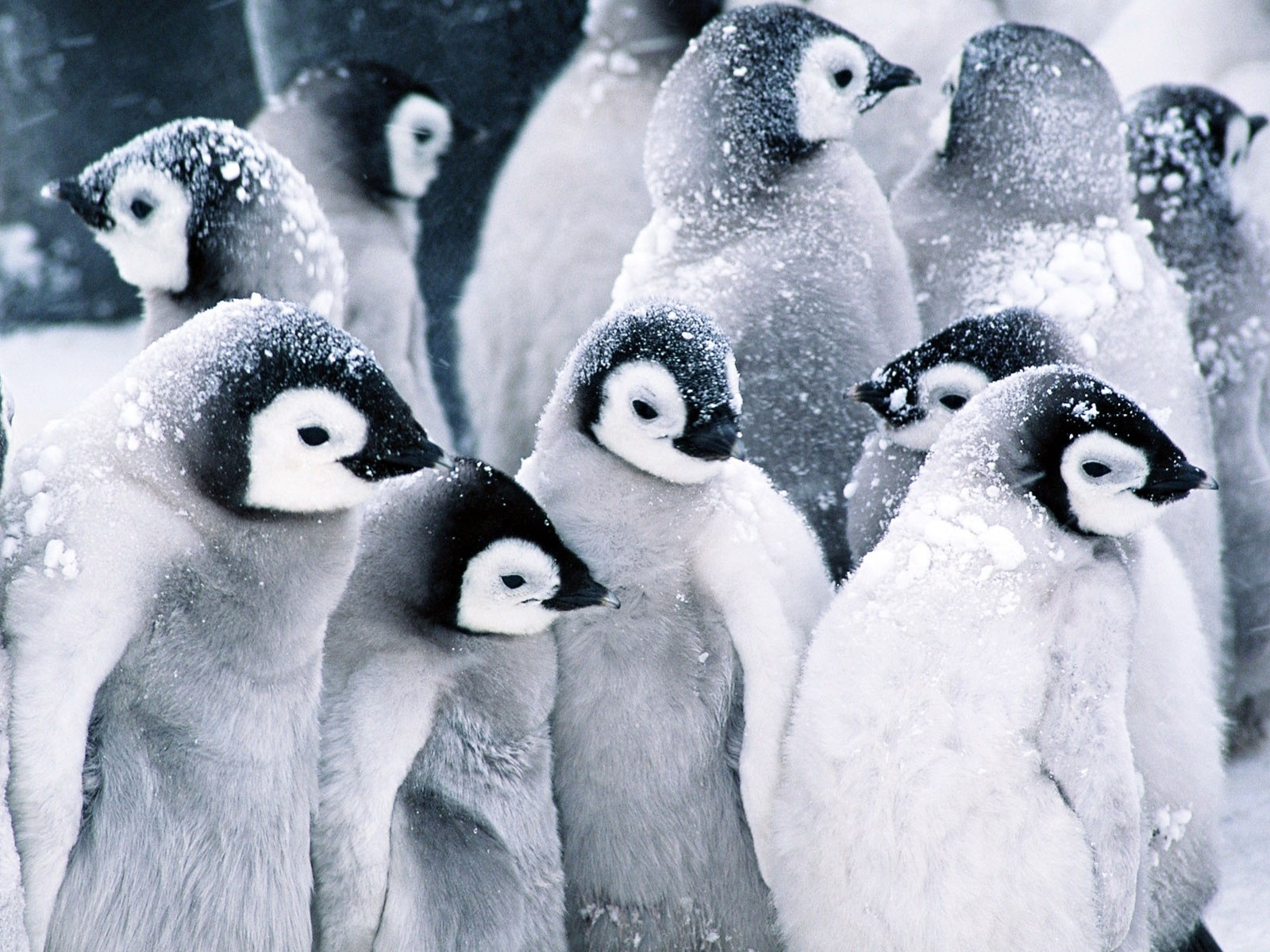 cute-baby-penguins-13.jpg