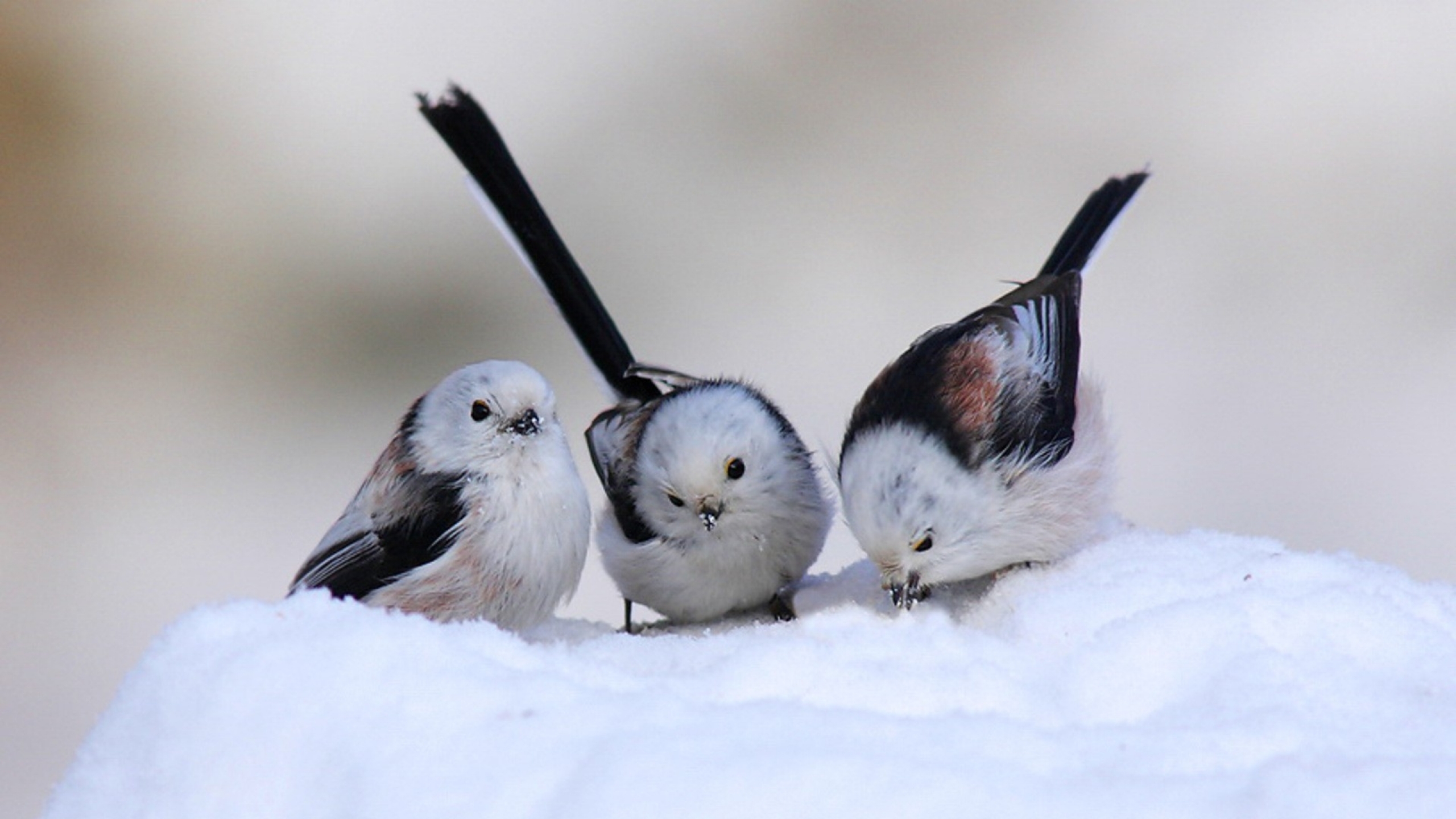 cute-snow-bird-wallpaper-1.jpg