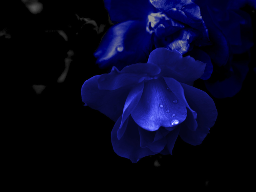 Dark Blue Wallpaper Flowers / FREE 19+ Fractal Desktop Wallpapers in