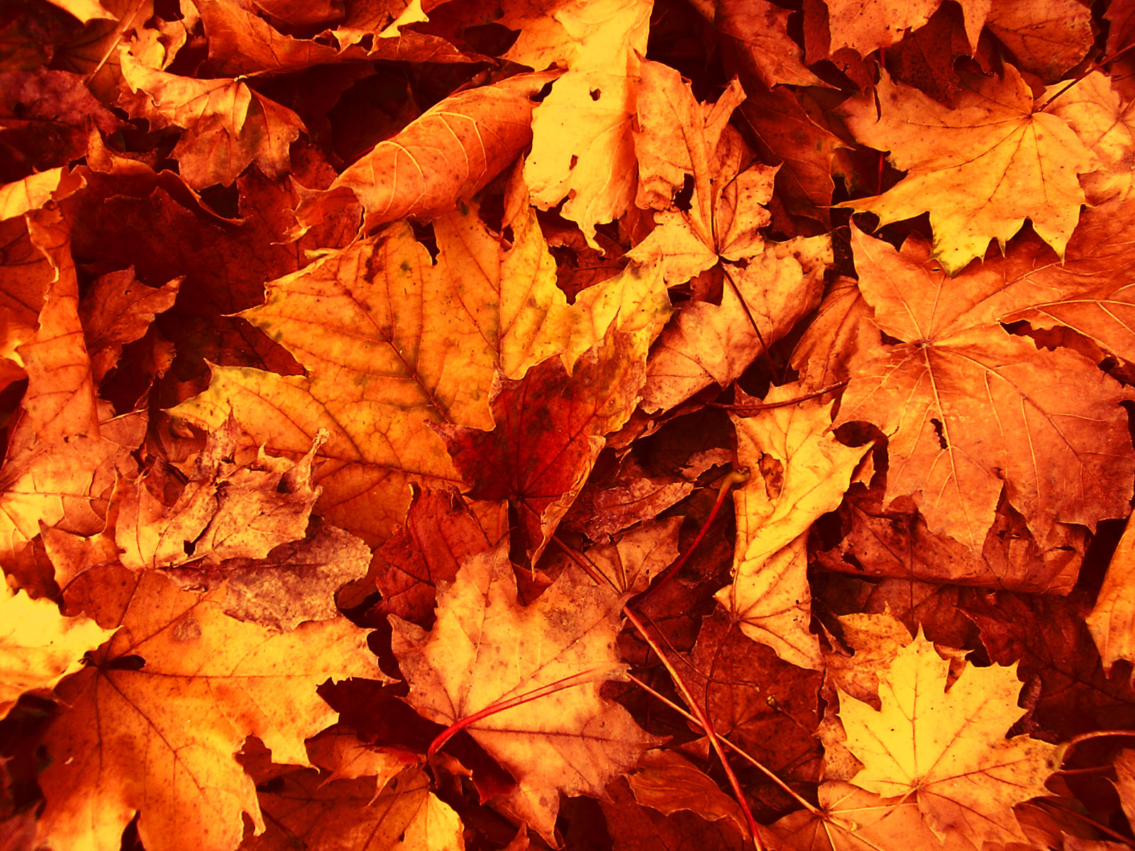 Dried Leaves Autumn wallpaper