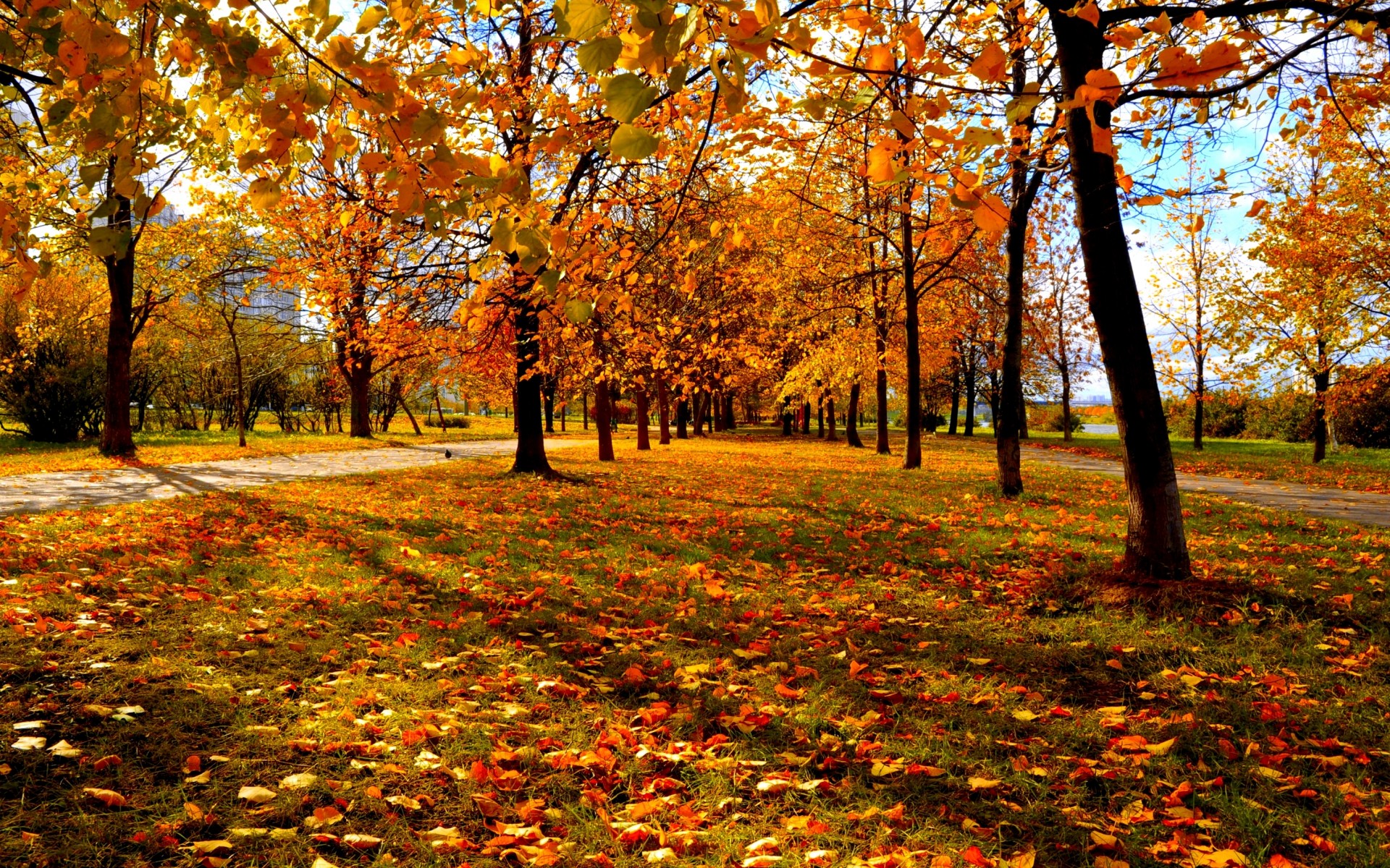 Fall Trees Background Wallpaper 1920x1200 29981
