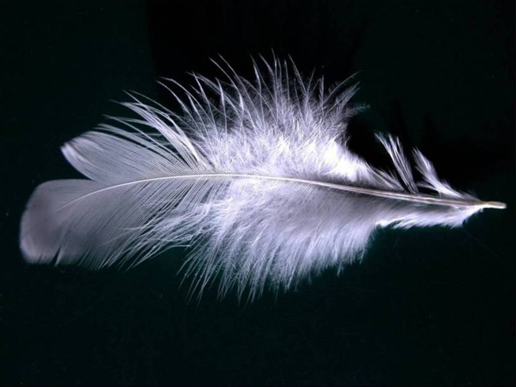 feather-wallpaper-1024x768-1165