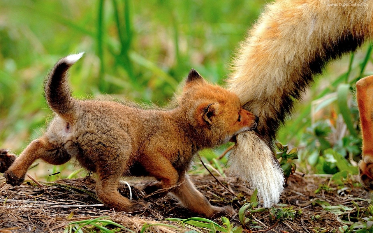 fox-67.jpg