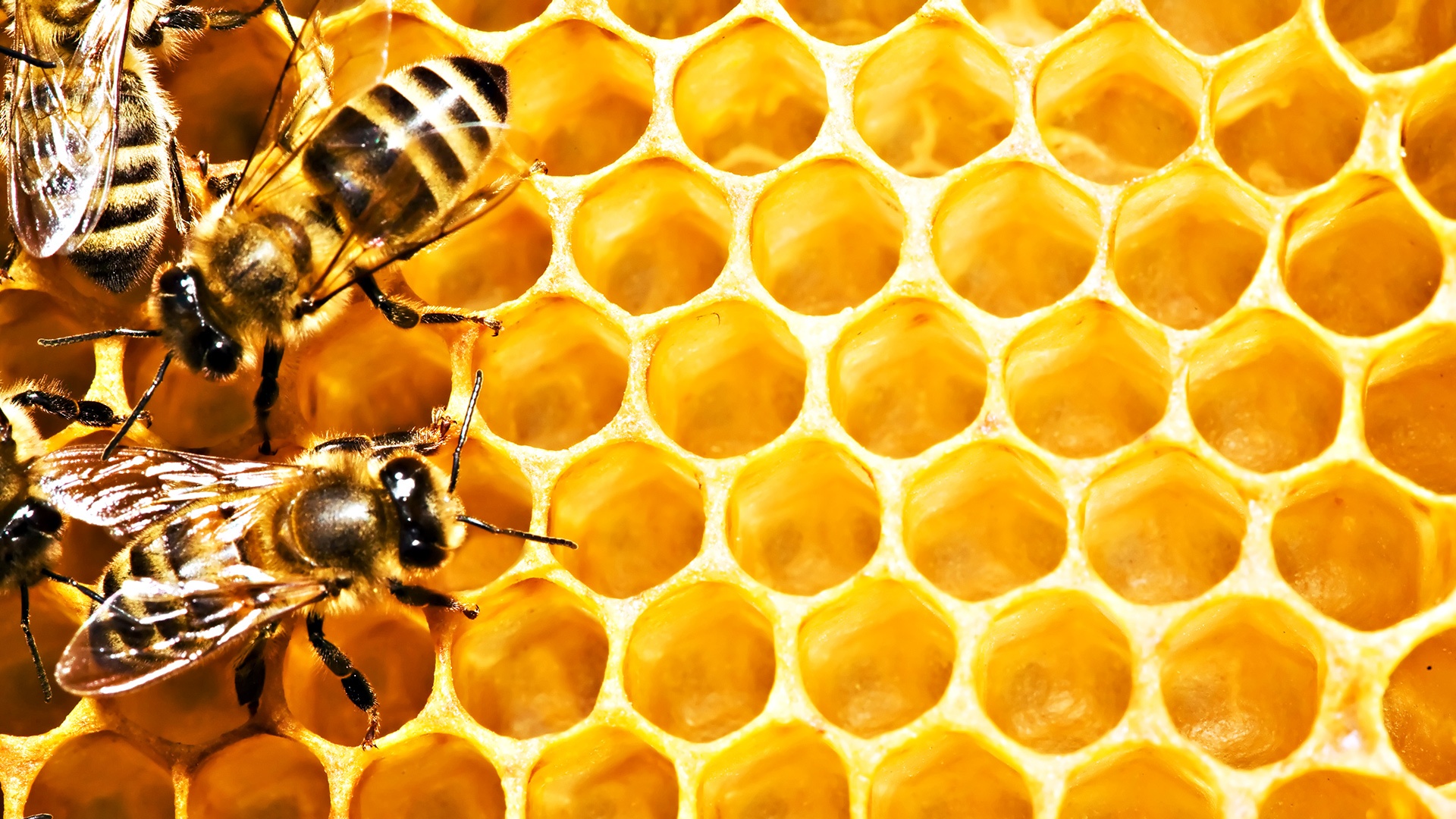 Honeycomb Wallpaper 1920x1080 3509