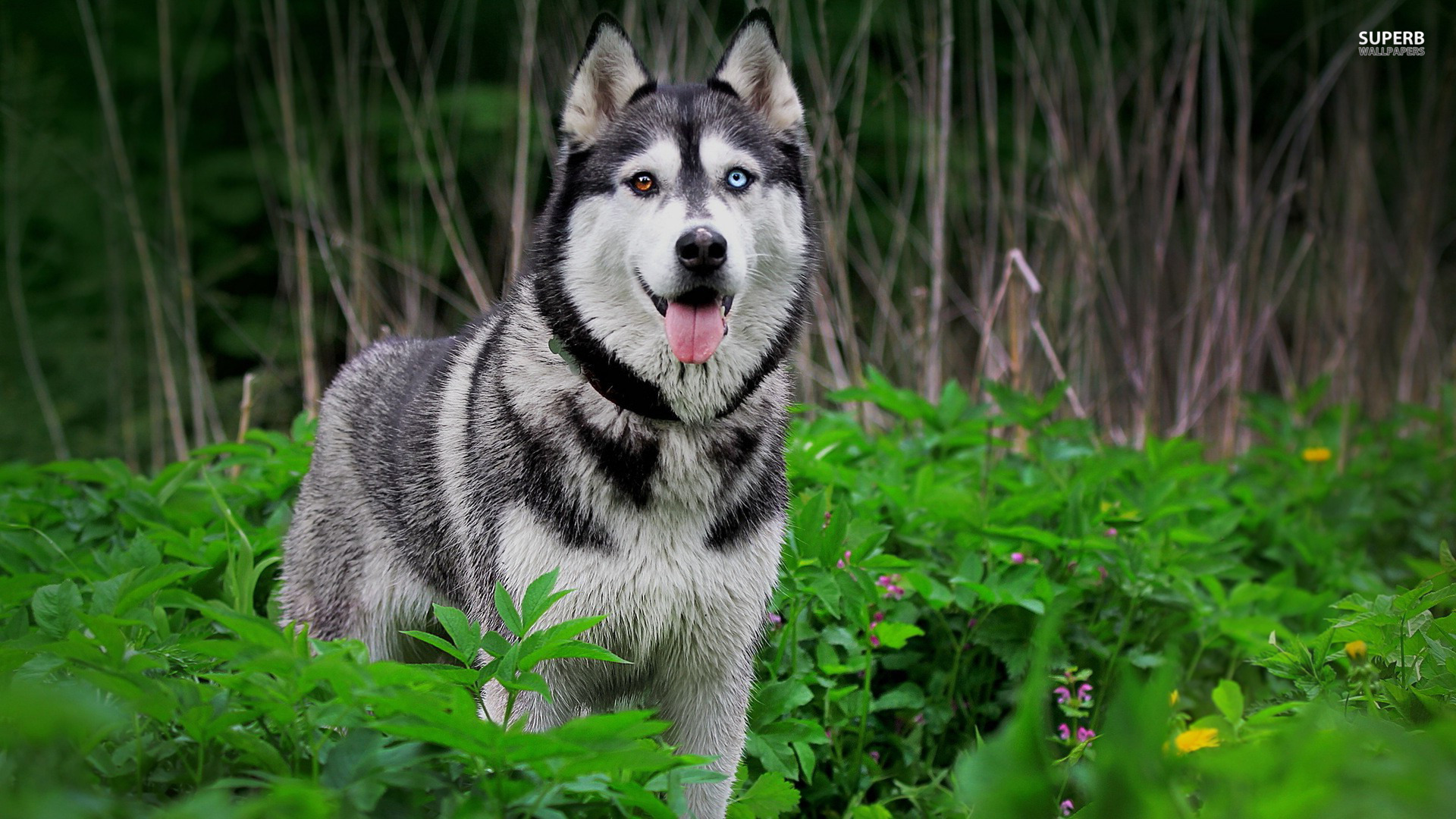 husky-wallpaper-1920x1080-46281