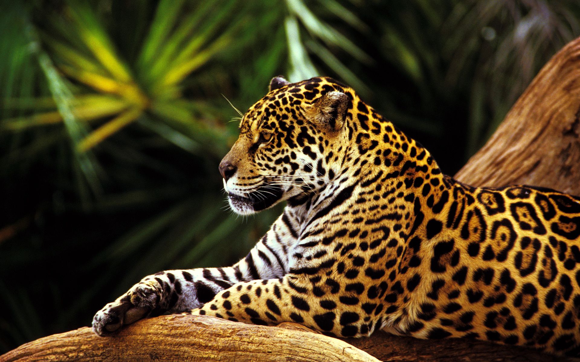 Image result for COOL jaguar cat