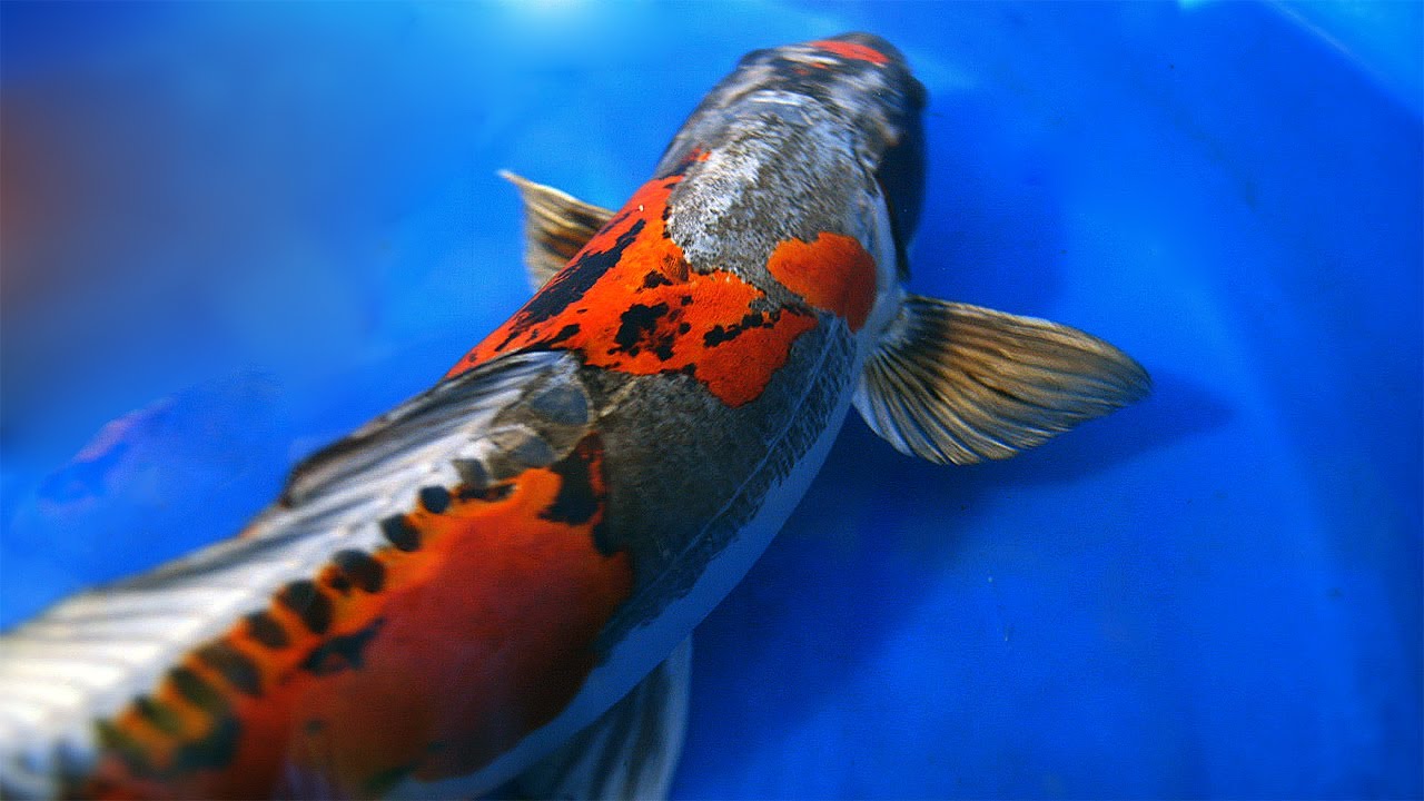 Koi Fish wallpaper | 1280x720 | #46367