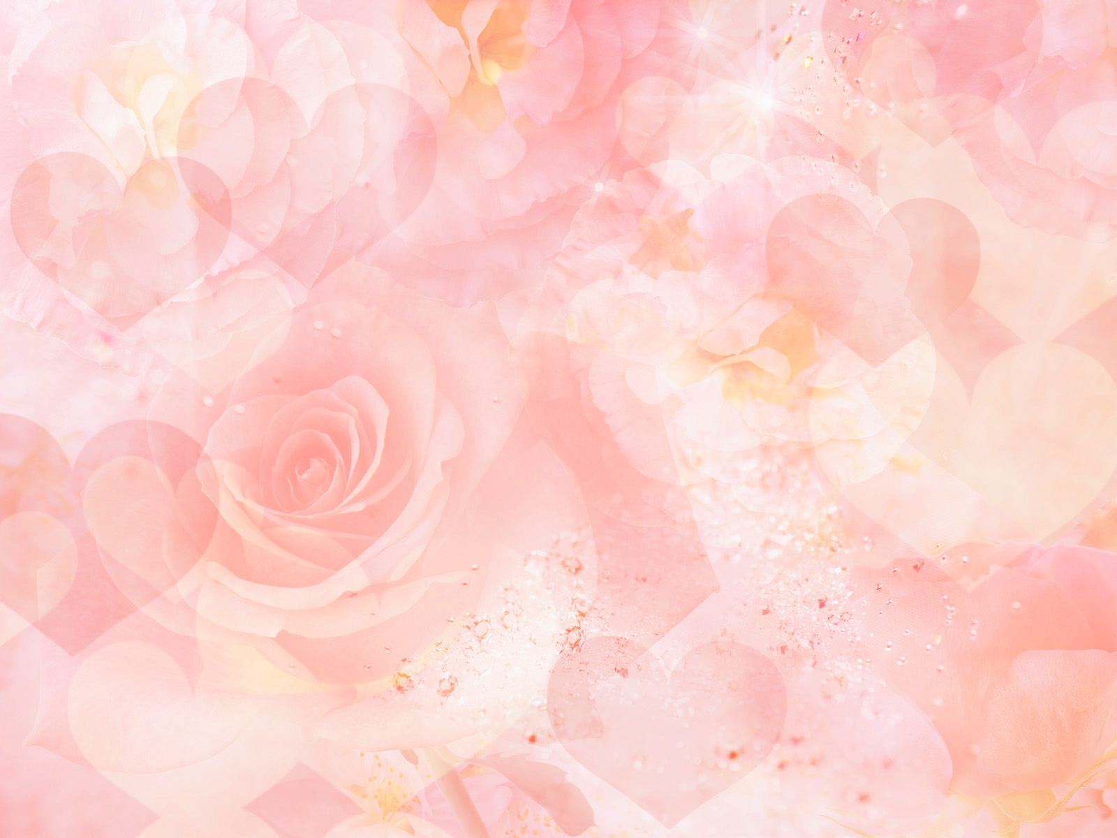 Pink Rose Background Wallpaper