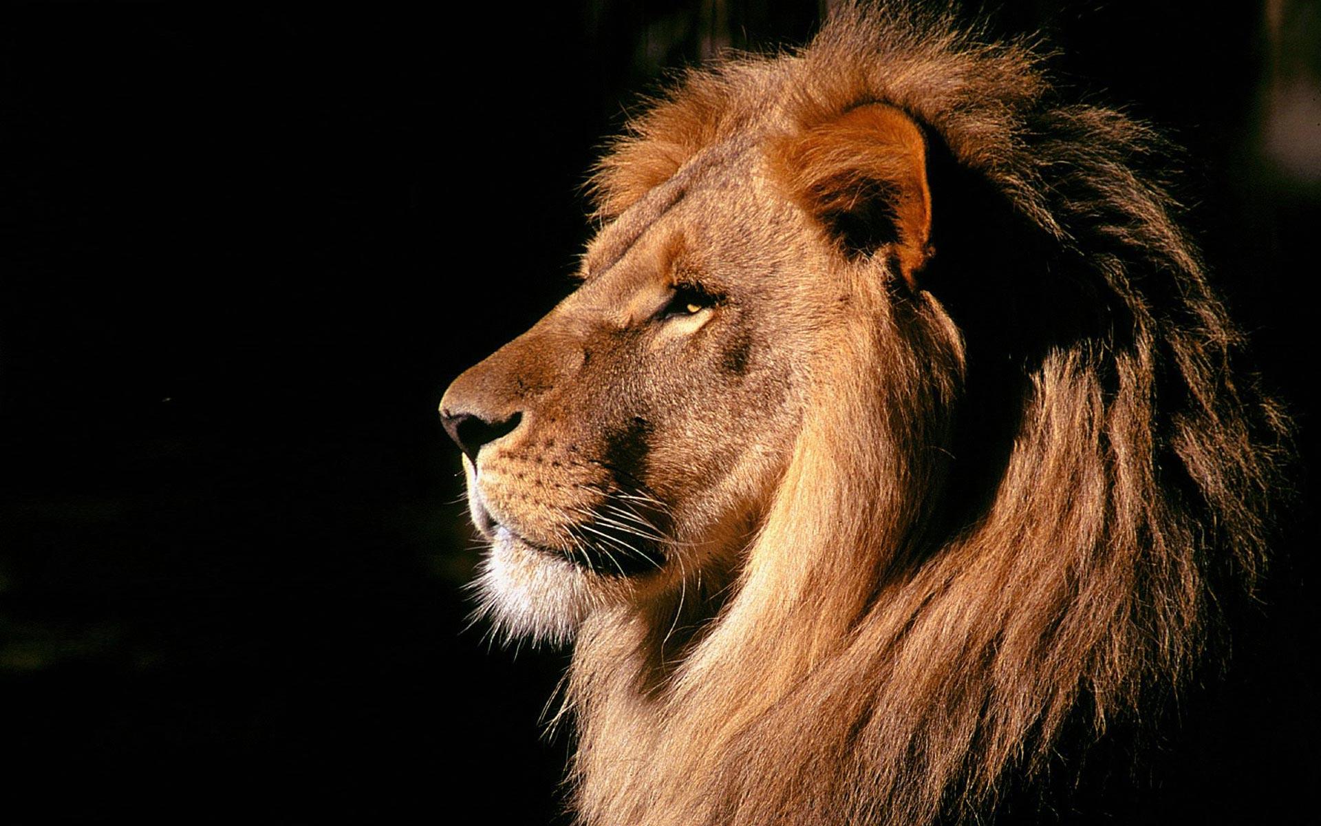 Lion Cub Wallpaper 1600x900 13649