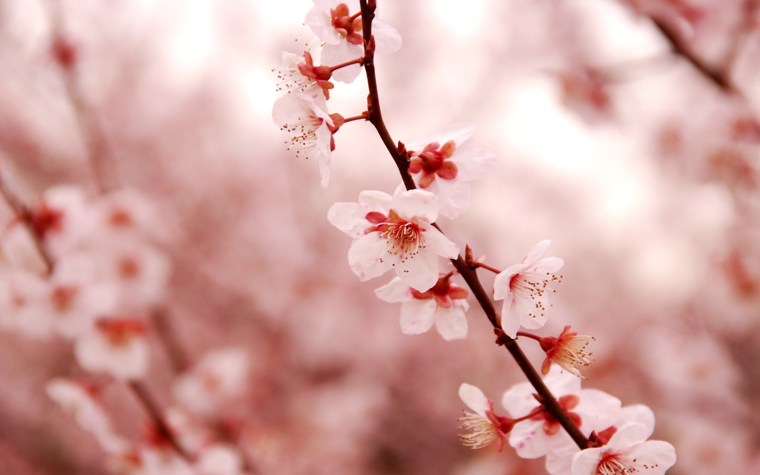 Lovely Cherry Blossom wallpaper | 2560x1600 | #23207
