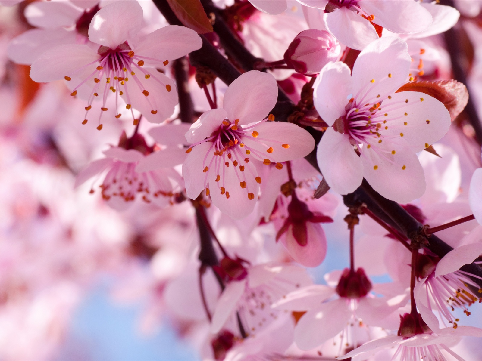 Flowers Pink Cherry Blossom