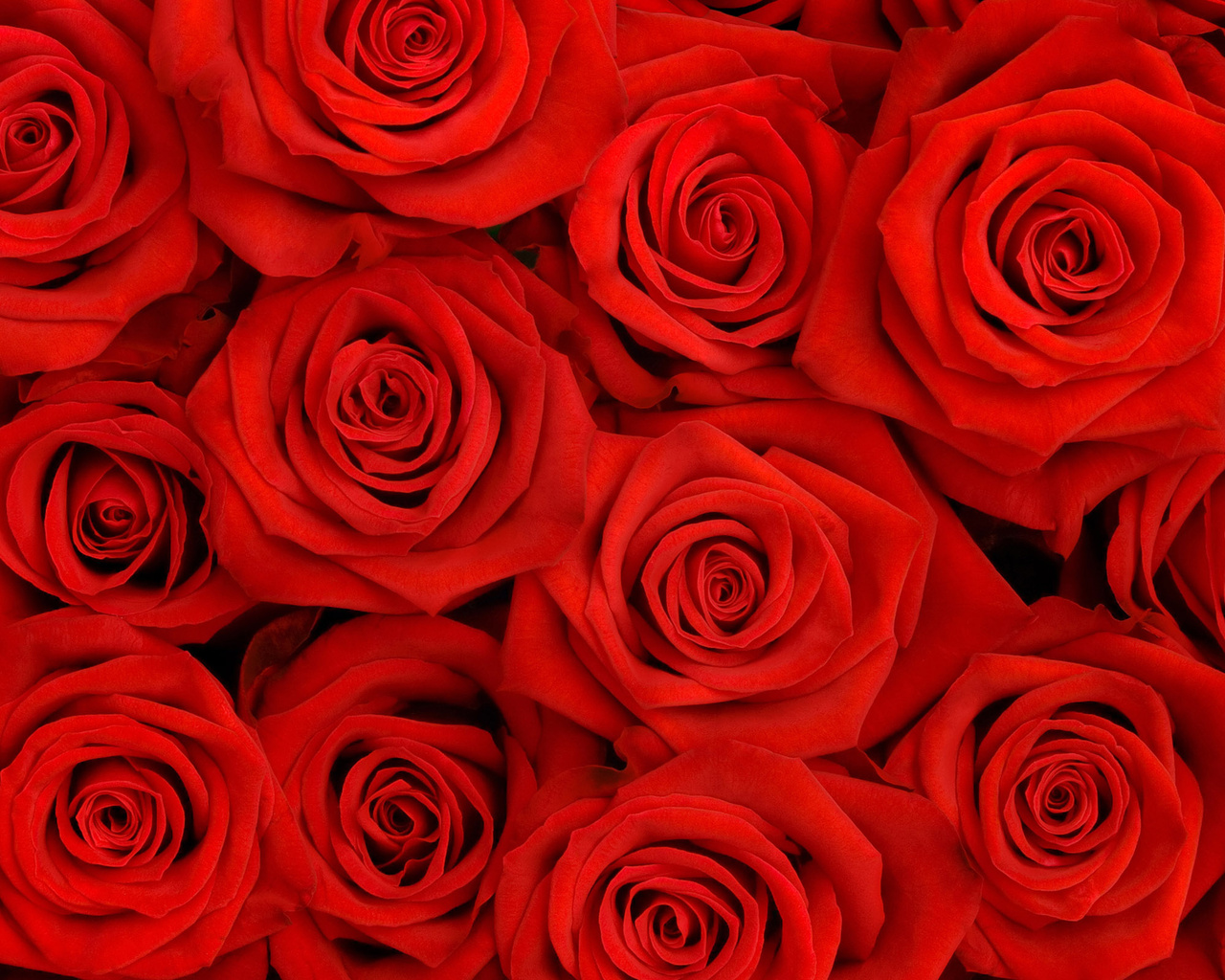 Red Flower Backgrounds wallpaper | 1280x1024 | #23491