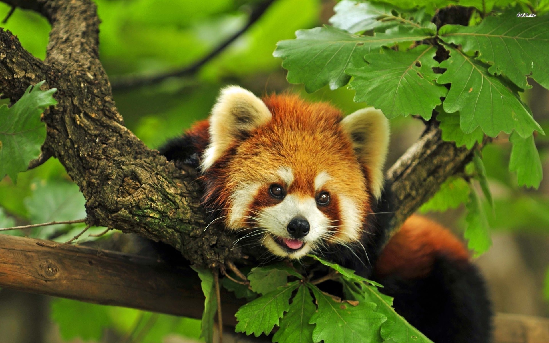 red panda hd 1