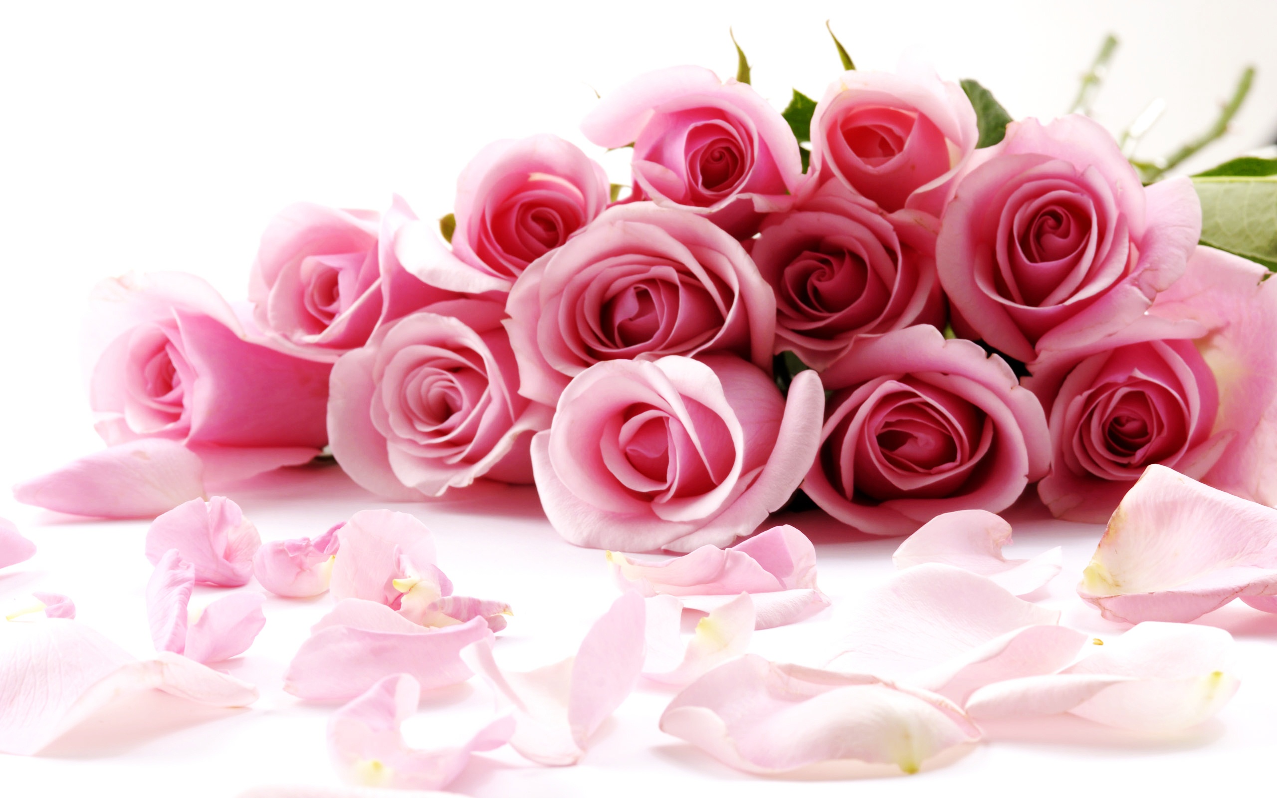 Rose Flowers Wallpaper 2560x1600 38193