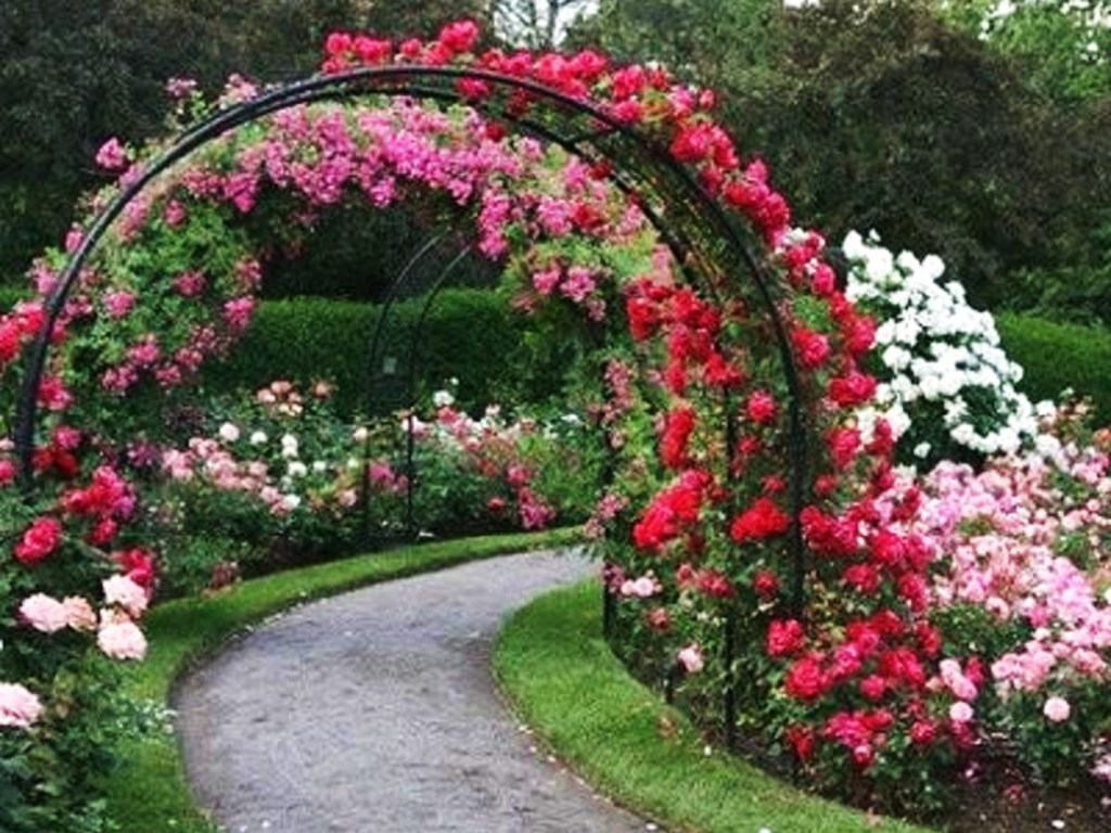 Beautiful Rose Garden Wallpaper