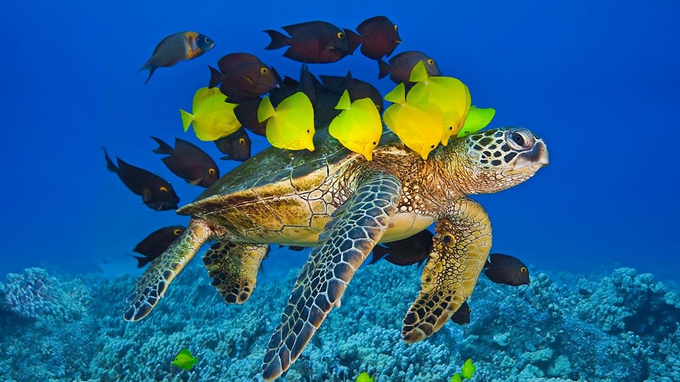 sea turtle fish