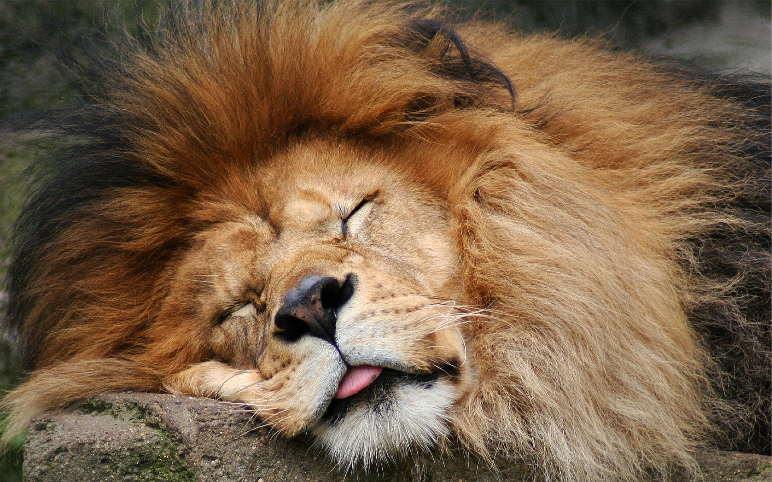 狮子沉睡动物安详森林里的王者