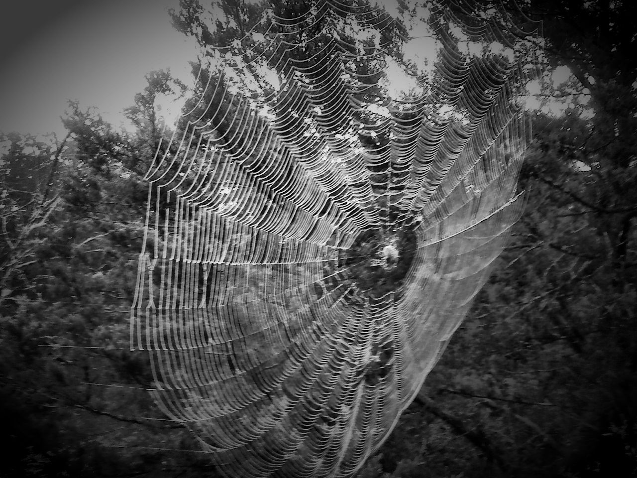 Spider Web wallpaper | 1280x960 | #46654