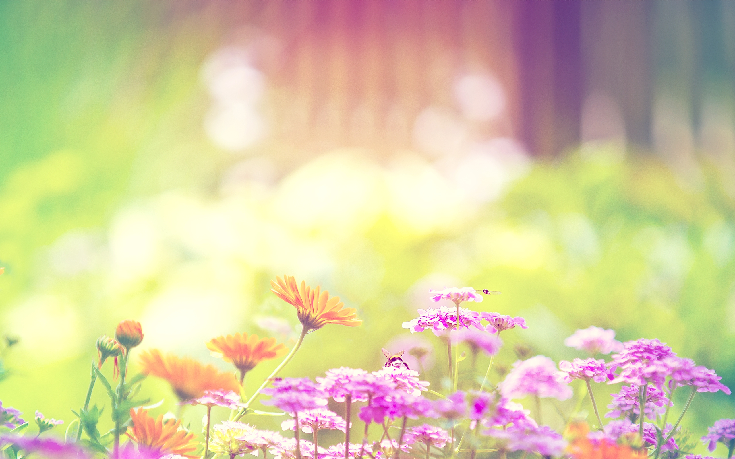 Spring Flowers Background Wallpaper 2560x1600 83366