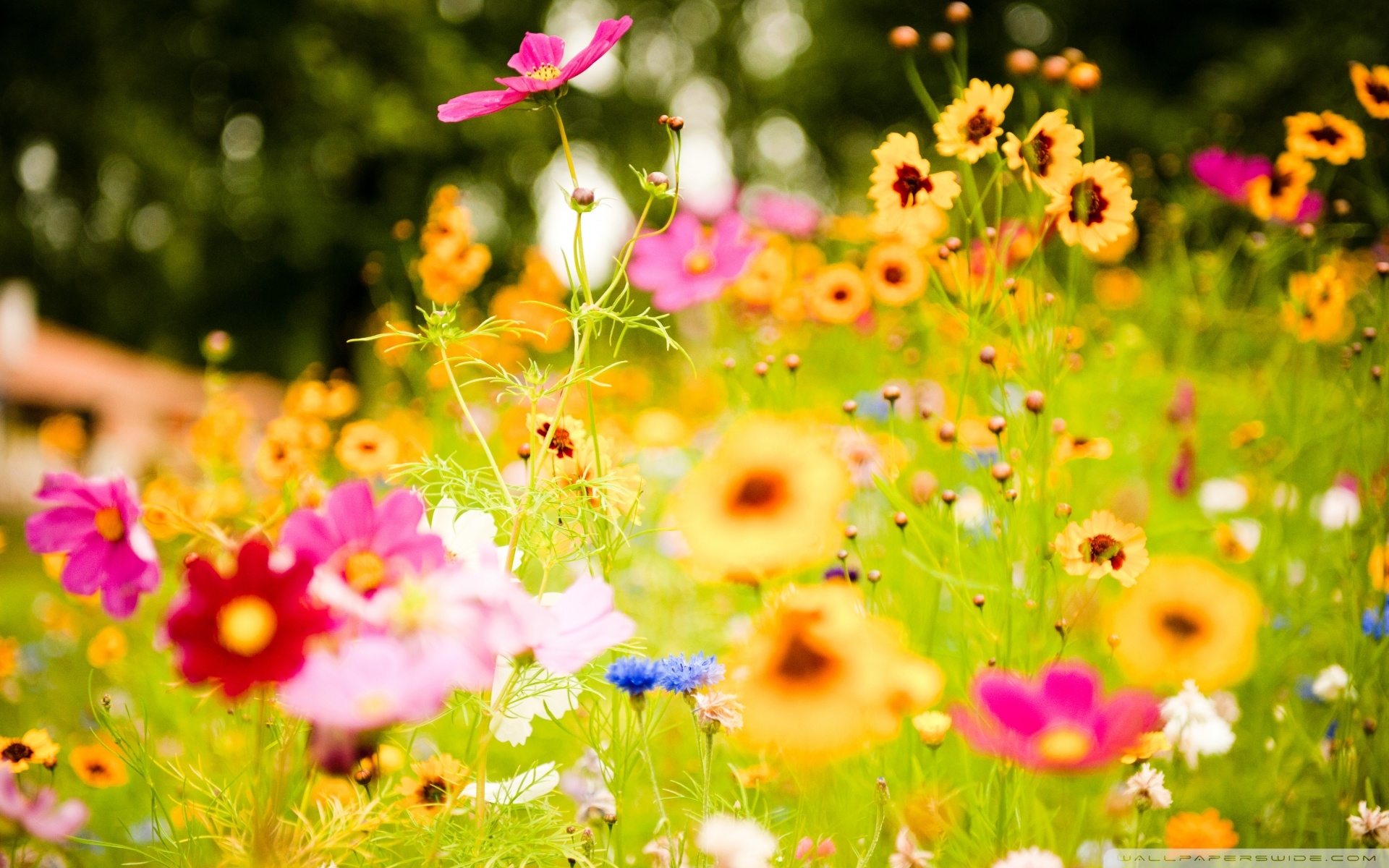 Cool Flowers Background Wallpaper 1920x1200 83290