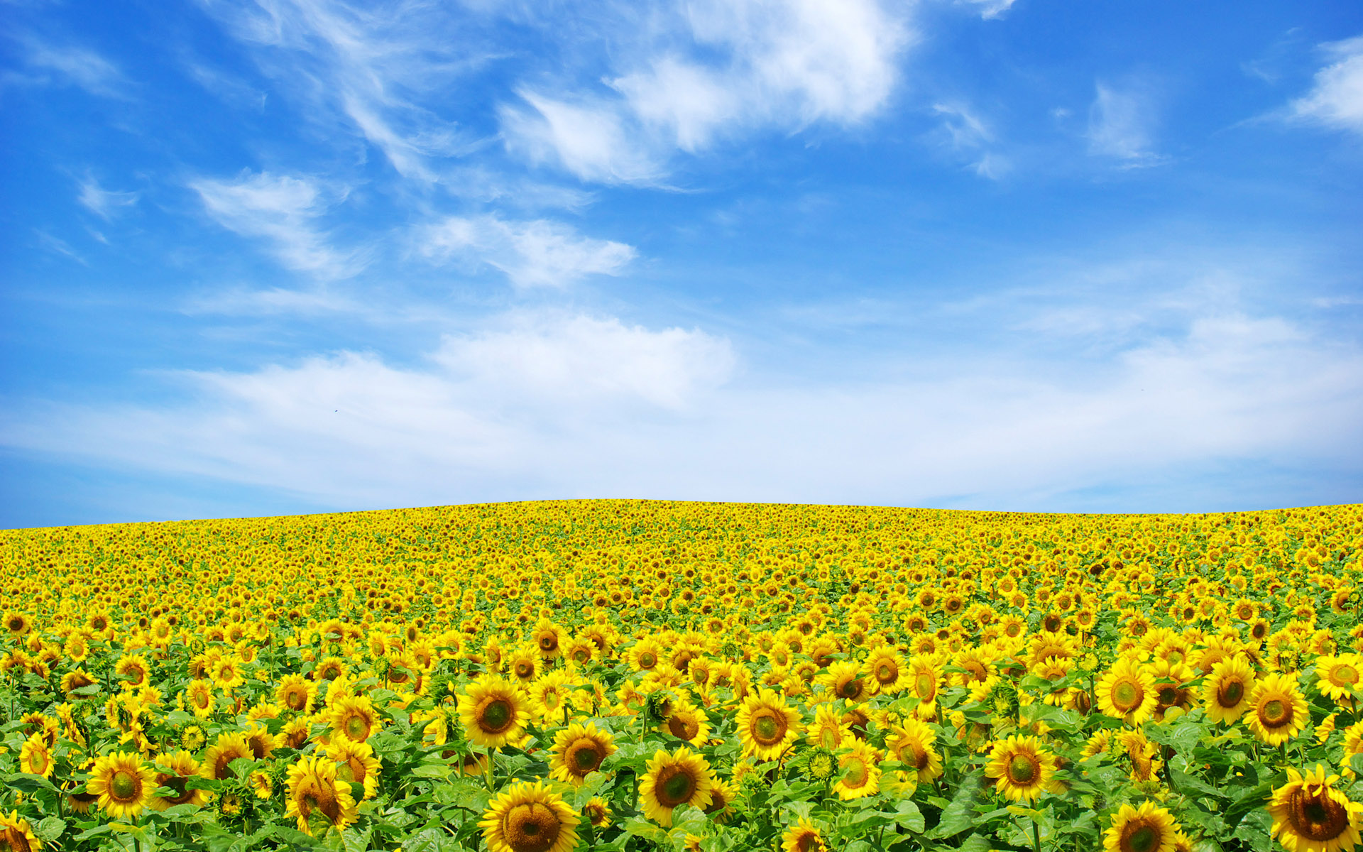 Sunflower Background wallpaper