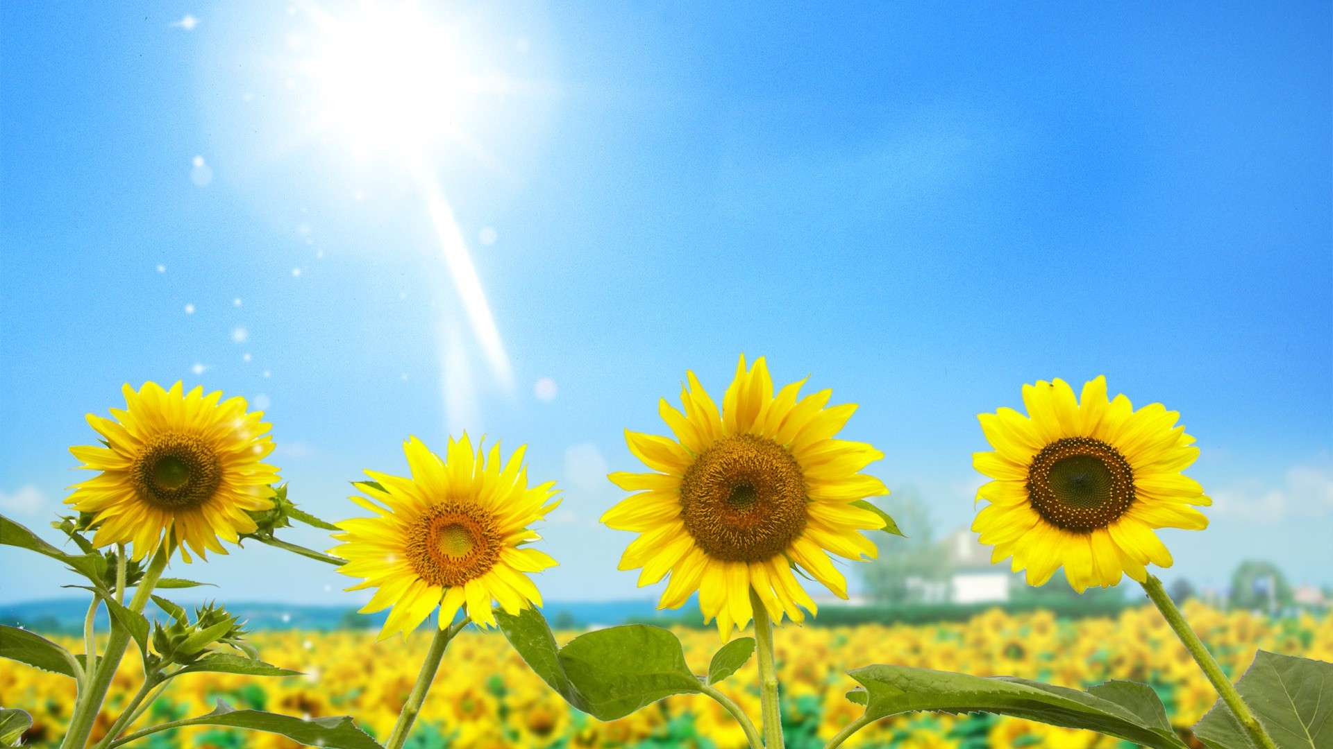 Resultado de imagem para sunflower summer