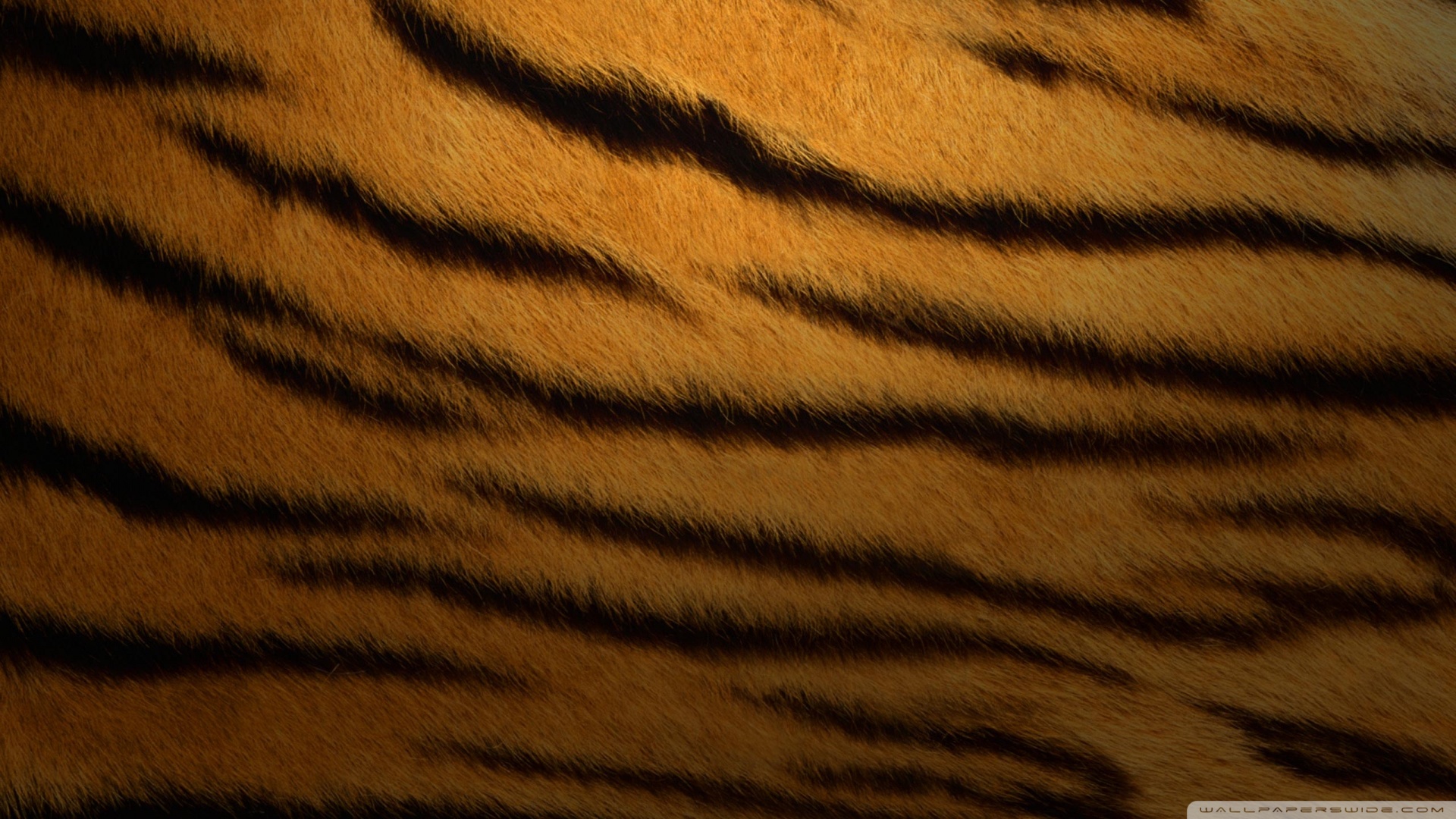 Tiger Fur Background Wallpaper 1920x1080 11107