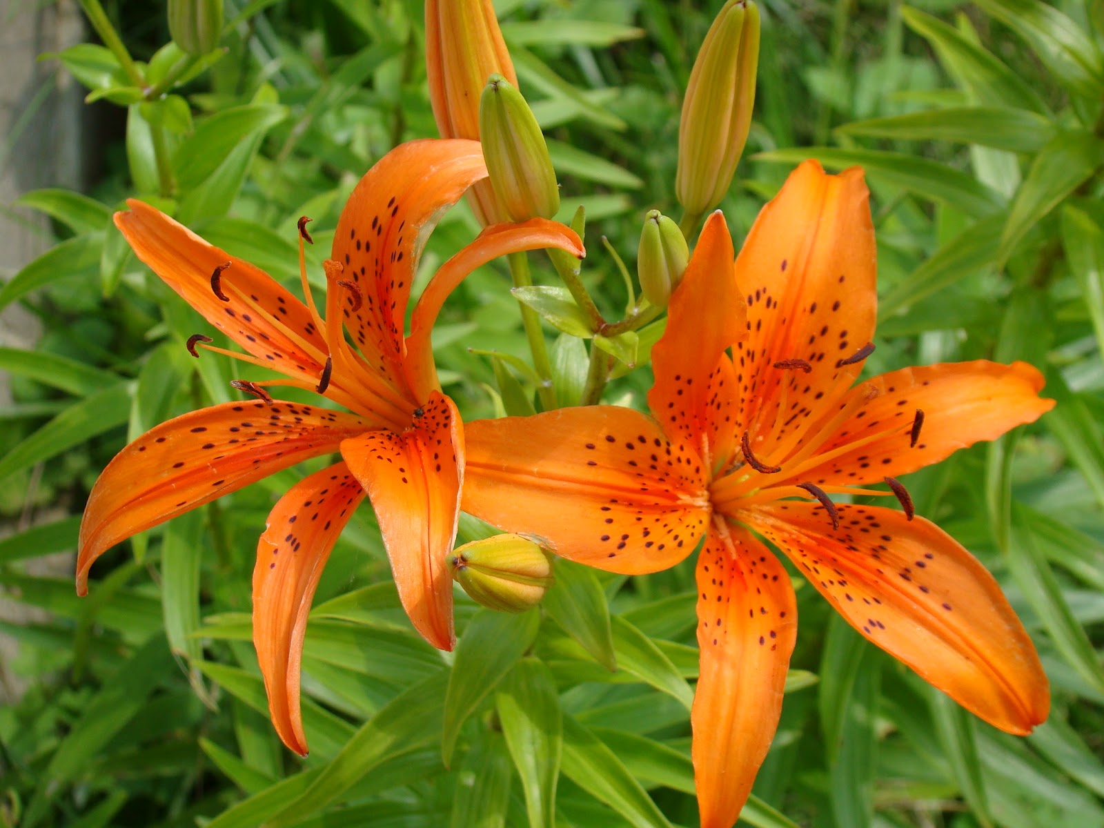 Uses Of Tiger Lilies