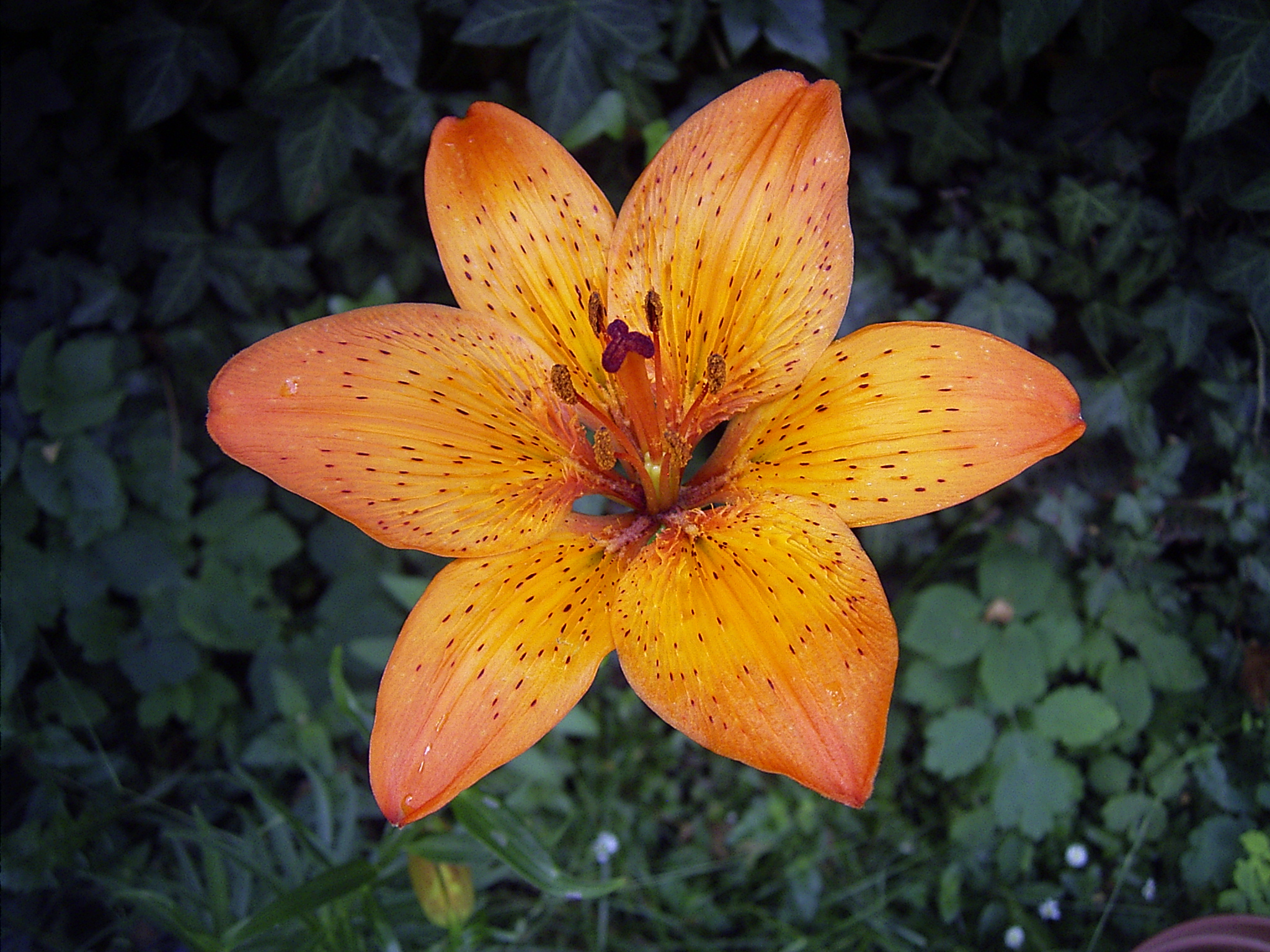 Lily Flower Wallpapers - 1920x1200 - 668075