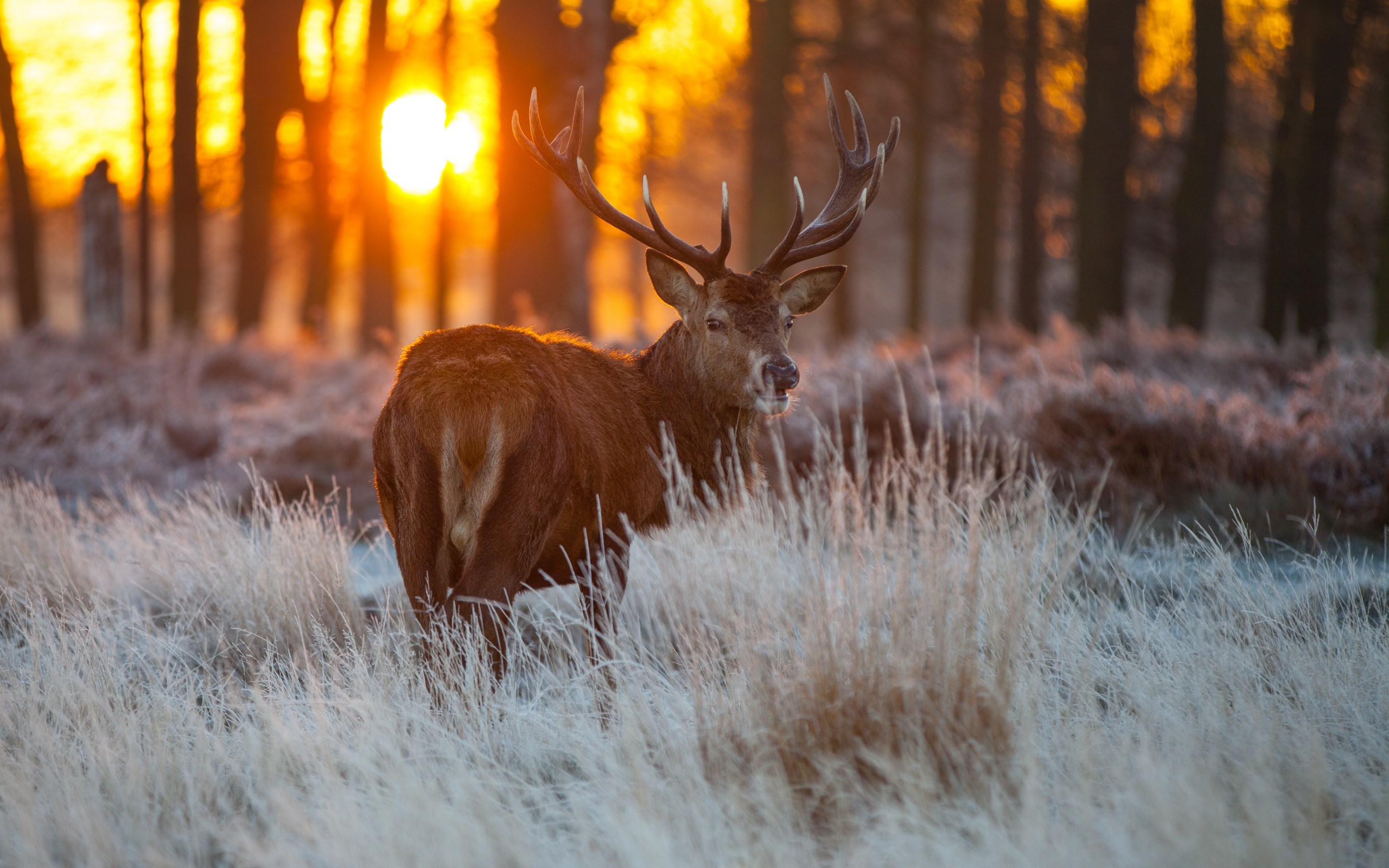 trees-deer-look-the-sun-nature-wallpaper-2560x1600-14478