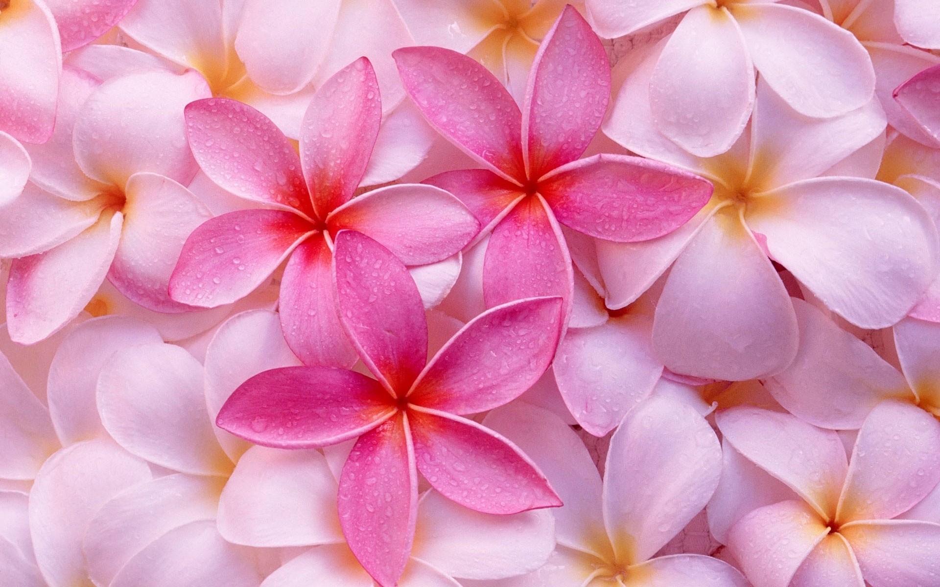 Tropical Flowers Background Wallpaper 1920x1200 23633