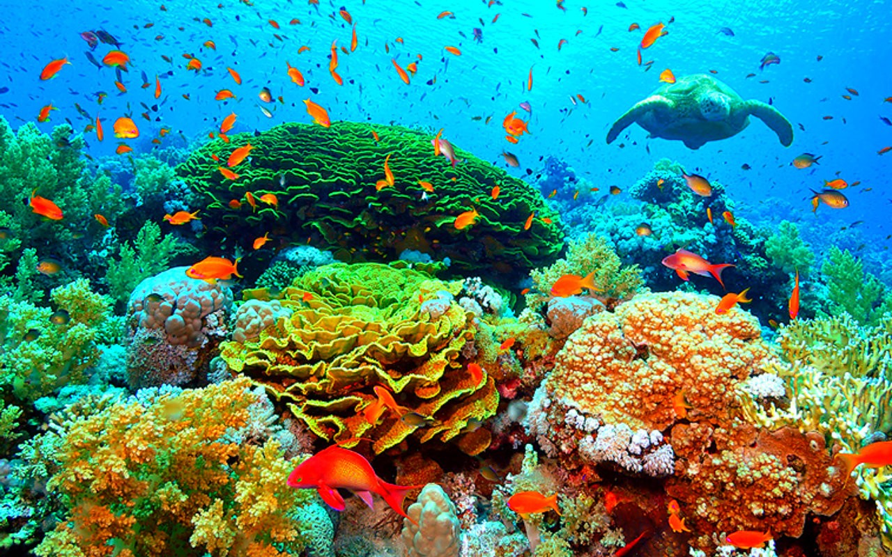 Turtle corals underwater wallpaper | 1280x800 | #14493