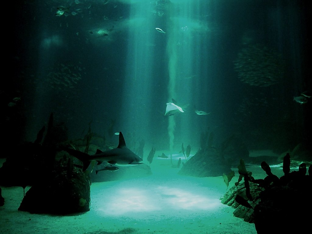 Underwater Wallpaper 1024x768